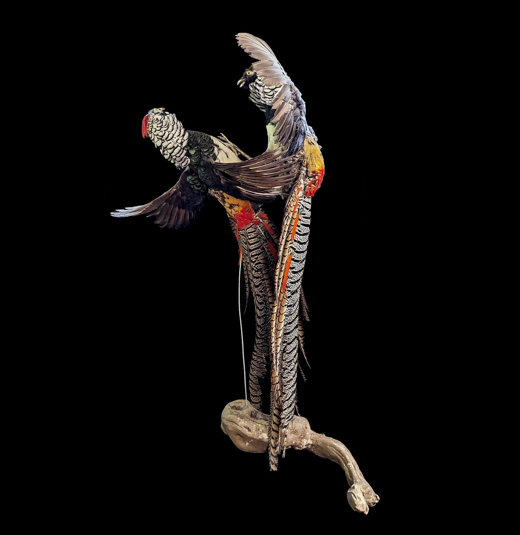 Lady Amherst Pheasant Taxidermy Mount - Realistic Handcrafted Decorative Bird for Home & Office Decor | Perfect for Hunting Lodges, Cabinets, and Wildlife Displays