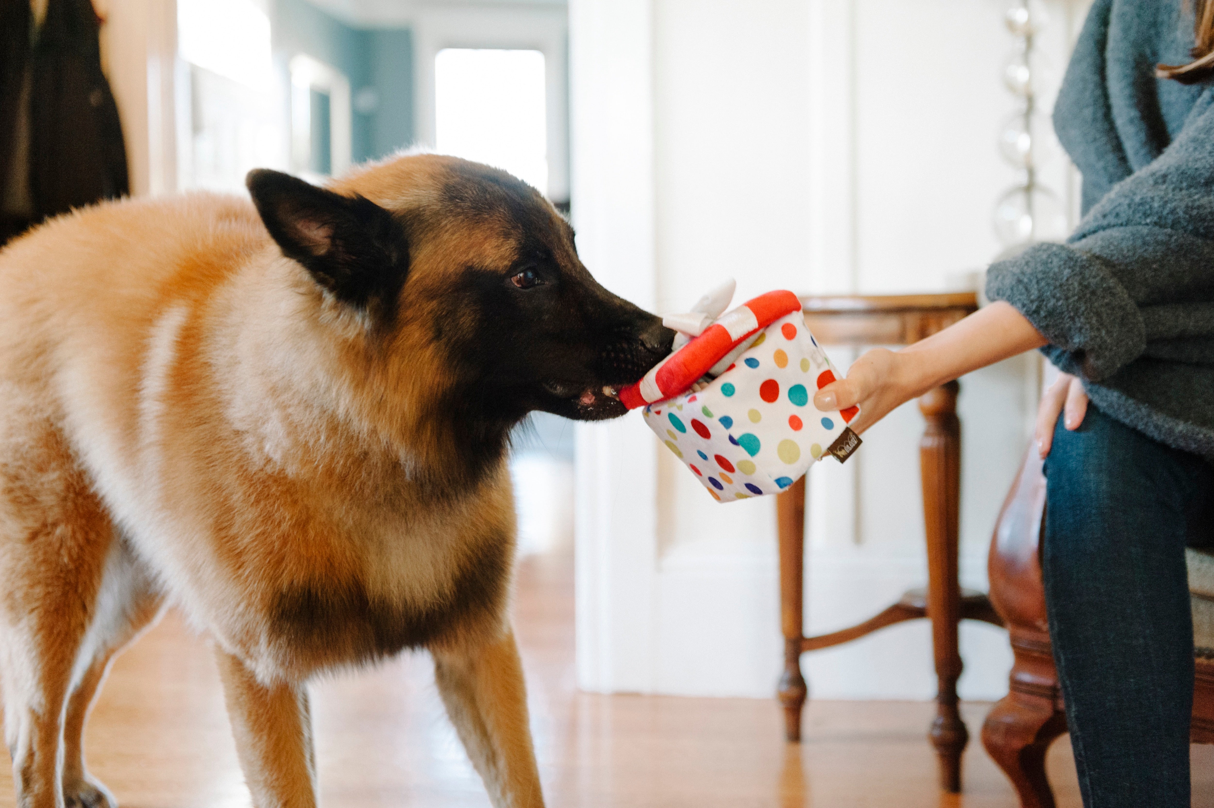 Perfect Gift for Dogs - Party Time™ Plush Dog Toy by Pet P.L.A.Y. | Soft & Durable Chew Toy for Puppies & Adult Dogs - Great for Playtime, Training & Cuddling