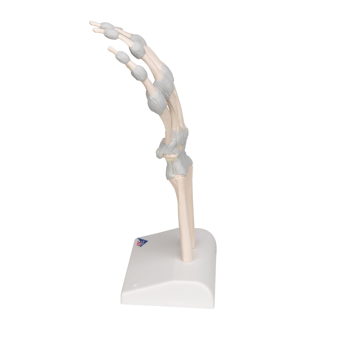 Hand Skeleton Model with Elastic Ligaments - Anatomical Study Tool for Medical Students & Doctors - Perfect for Classroom, Lab & Medical Office Use