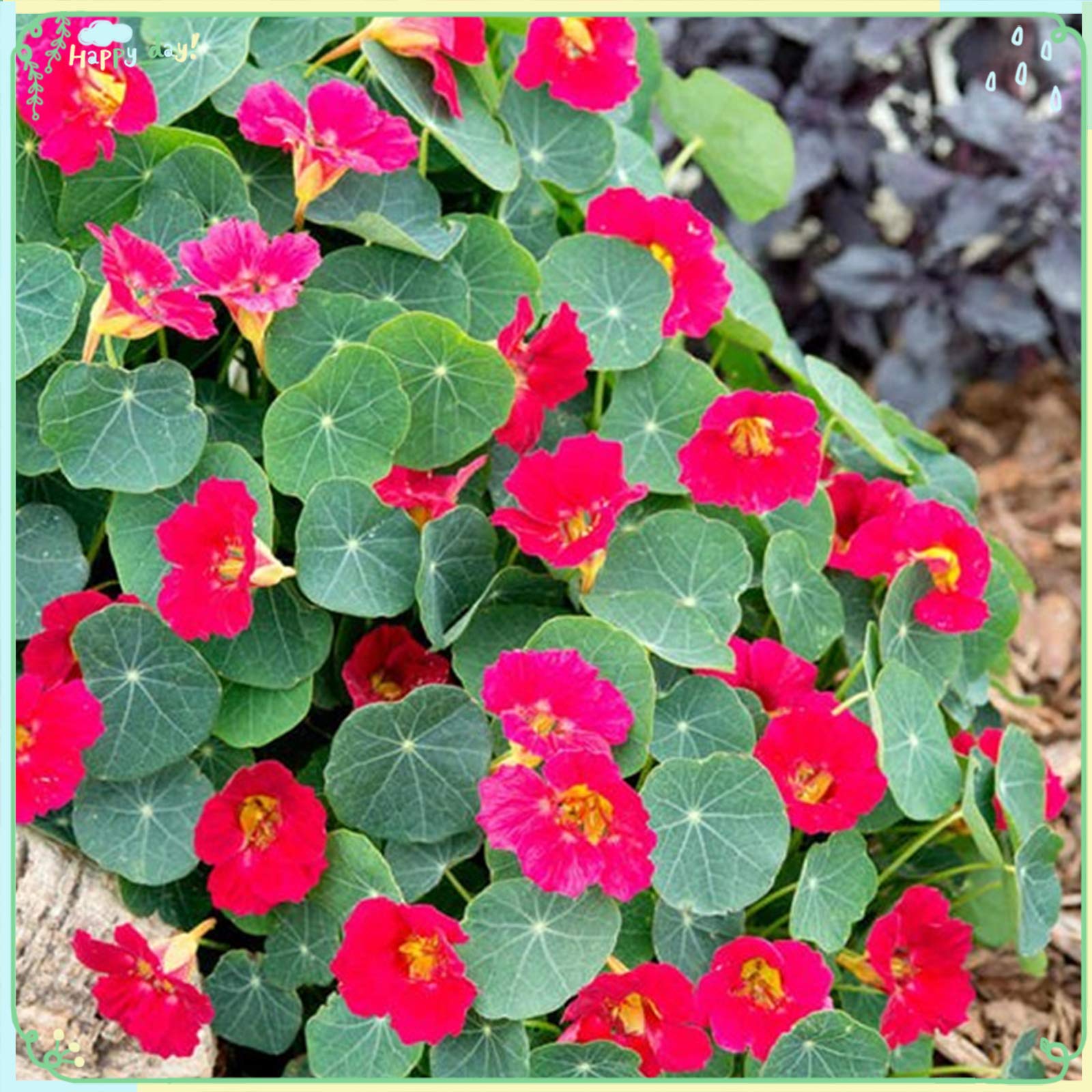 30+ Rare Nasturtium Flower Seeds - Baby Rose Variety for Home Garden, Landscaping & Edible Flower Decorations