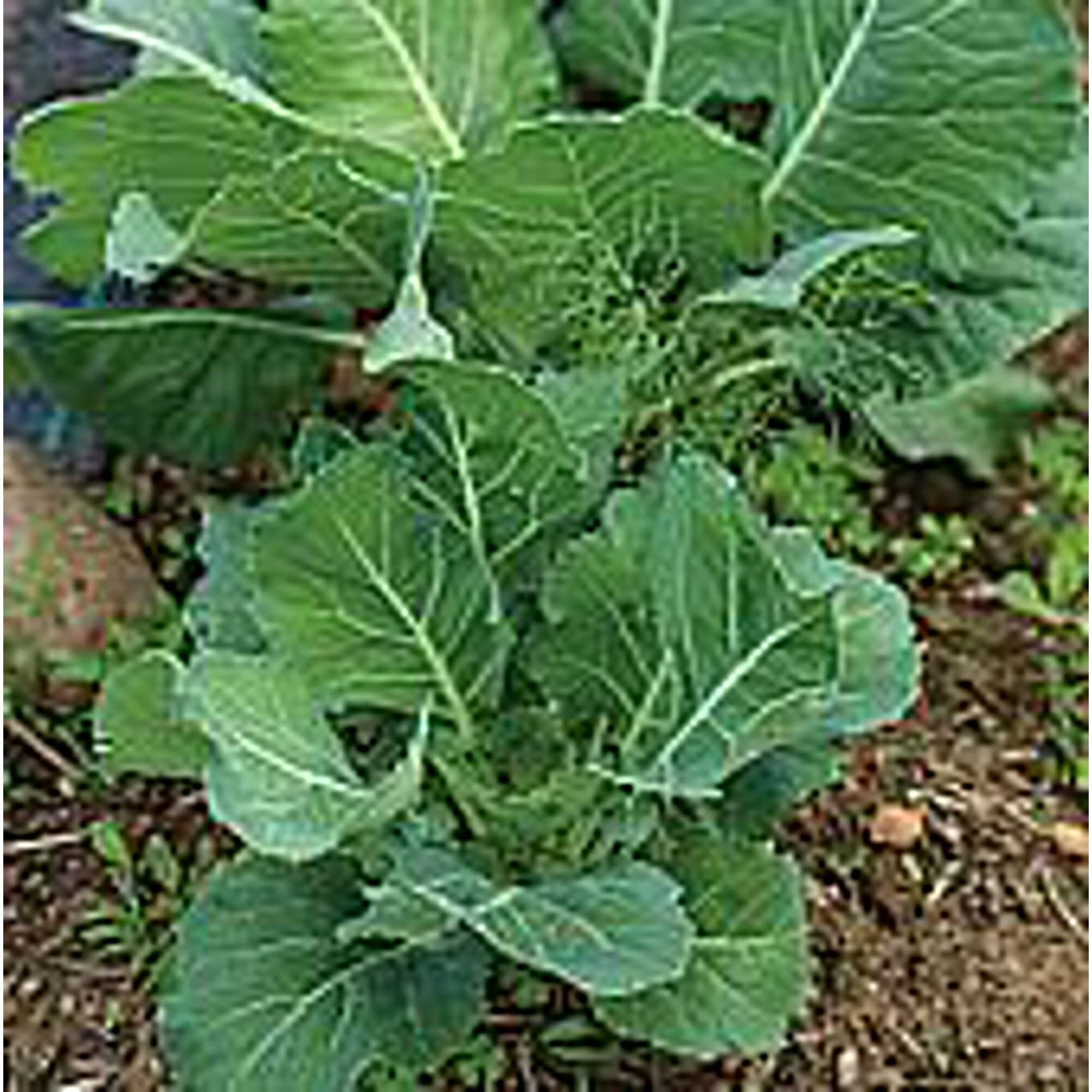 Organic Kale Seeds (20+ Seeds) - Non-GMO Heirloom Vegetable Seeds for Planting | Home Garden, Greenhouse, or Indoor Hydroponics | Perfect for Salads, Smoothies & Healthy Eating