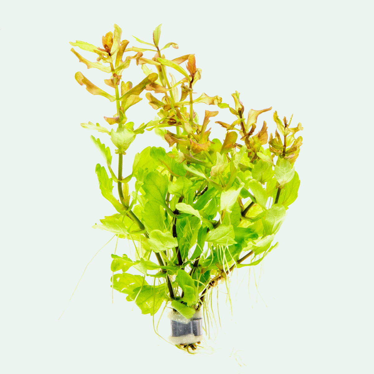 Shinnersia Rivularis Aquatic Plant for Aquariums - Perfect for Freshwater Tanks, Fish Tanks & Aquatic Gardens