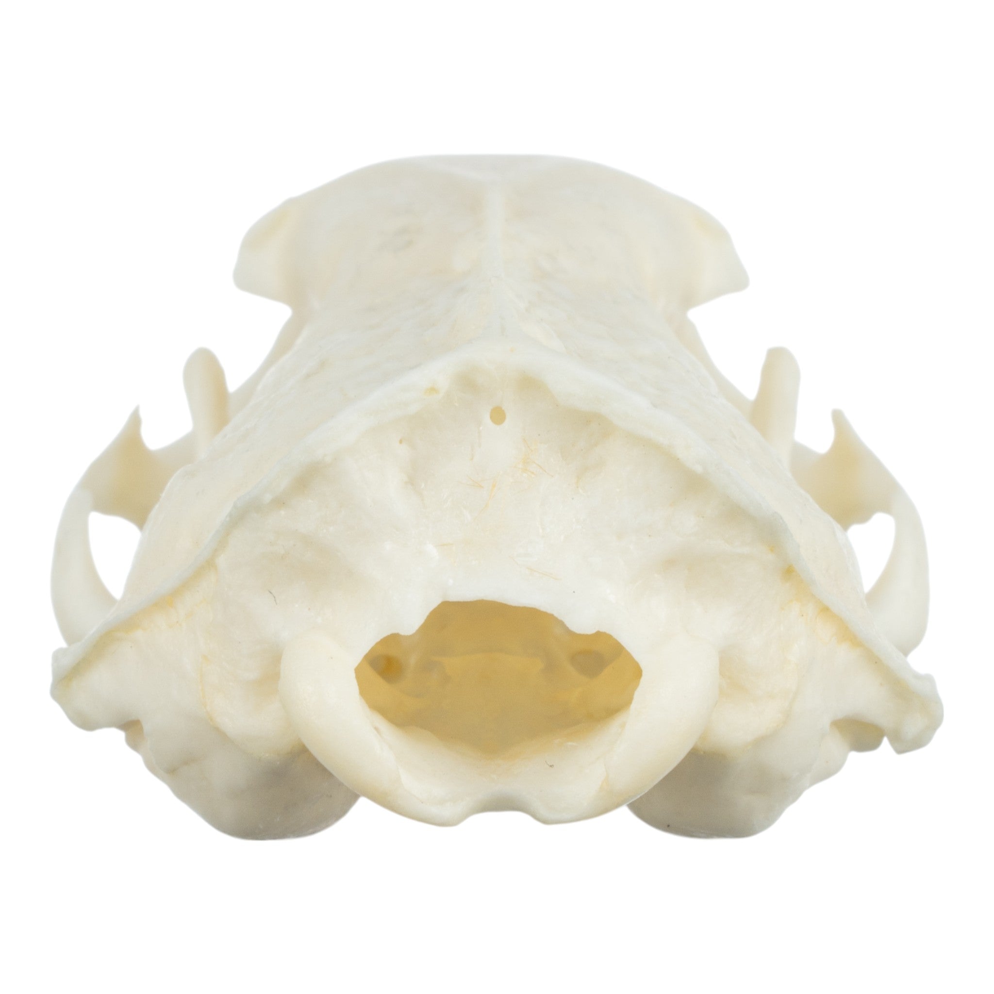Real Ferret Skeleton - Disarticulated Specimen for Science Study, Veterinary Education & Halloween Decor | Perfect for Classroom, Lab & Spooky Home Display