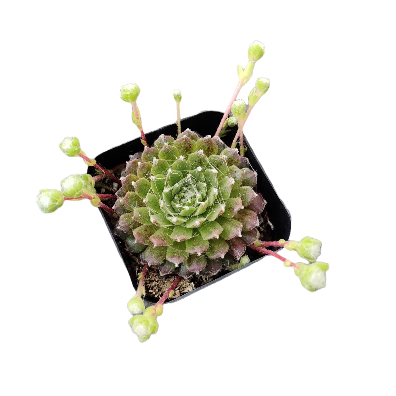 Live Succulent Cactus Plants - Sempervivum Arachnoideum in 2 Inch Pots | USKC | Perfect for Home Decor, Office Desk & Garden Arrangements