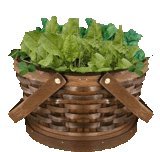 200 Large Leaf Sorrel Seeds (Rumex Acetosa) - Garden Sorrel, Spinach Dock, Redshank - Non-GMO Heirloom Vegetable Seeds for Home Gardening, Salads & Culinary Herbs