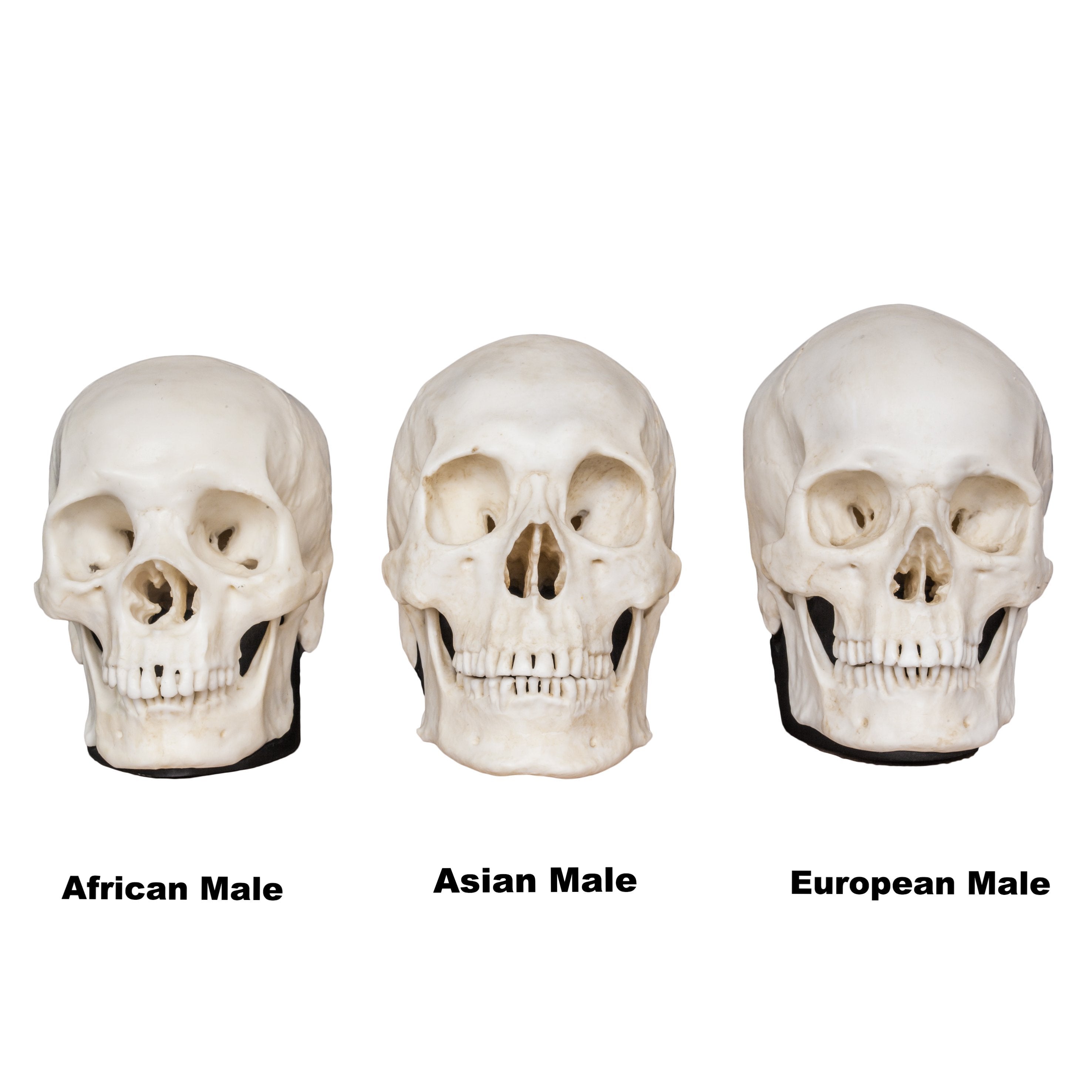 Authentic Half-Scale Human Skull Model Set - African, Asian & European Ethnicities - Perfect for Medical Study, Anatomy Education & Halloween Decor