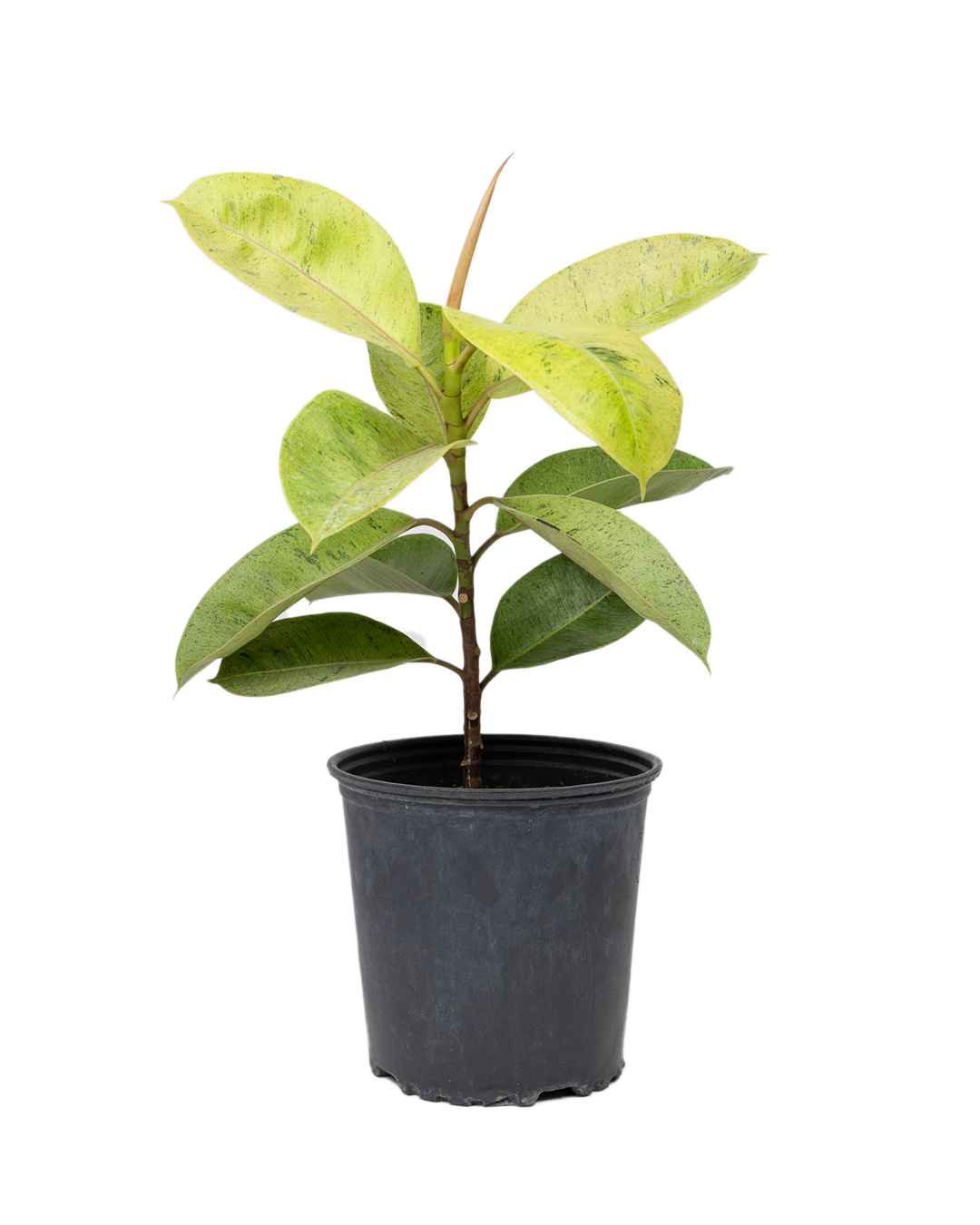 Ficus Shiveriana Moonshine - 8 Inch Potted Indoor Plant for Home & Office Decor | Perfect for Living Rooms, Bedrooms & Workspaces