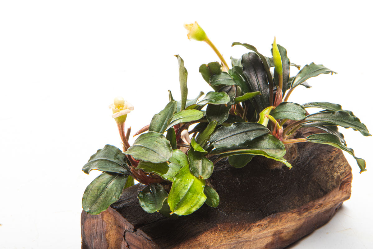 Bucephalandra Mixed Driftwood - Live Aquarium Plants for Fish Tank Decor | Perfect for Aquascaping, Nano Tanks & Natural Aquatic Environments