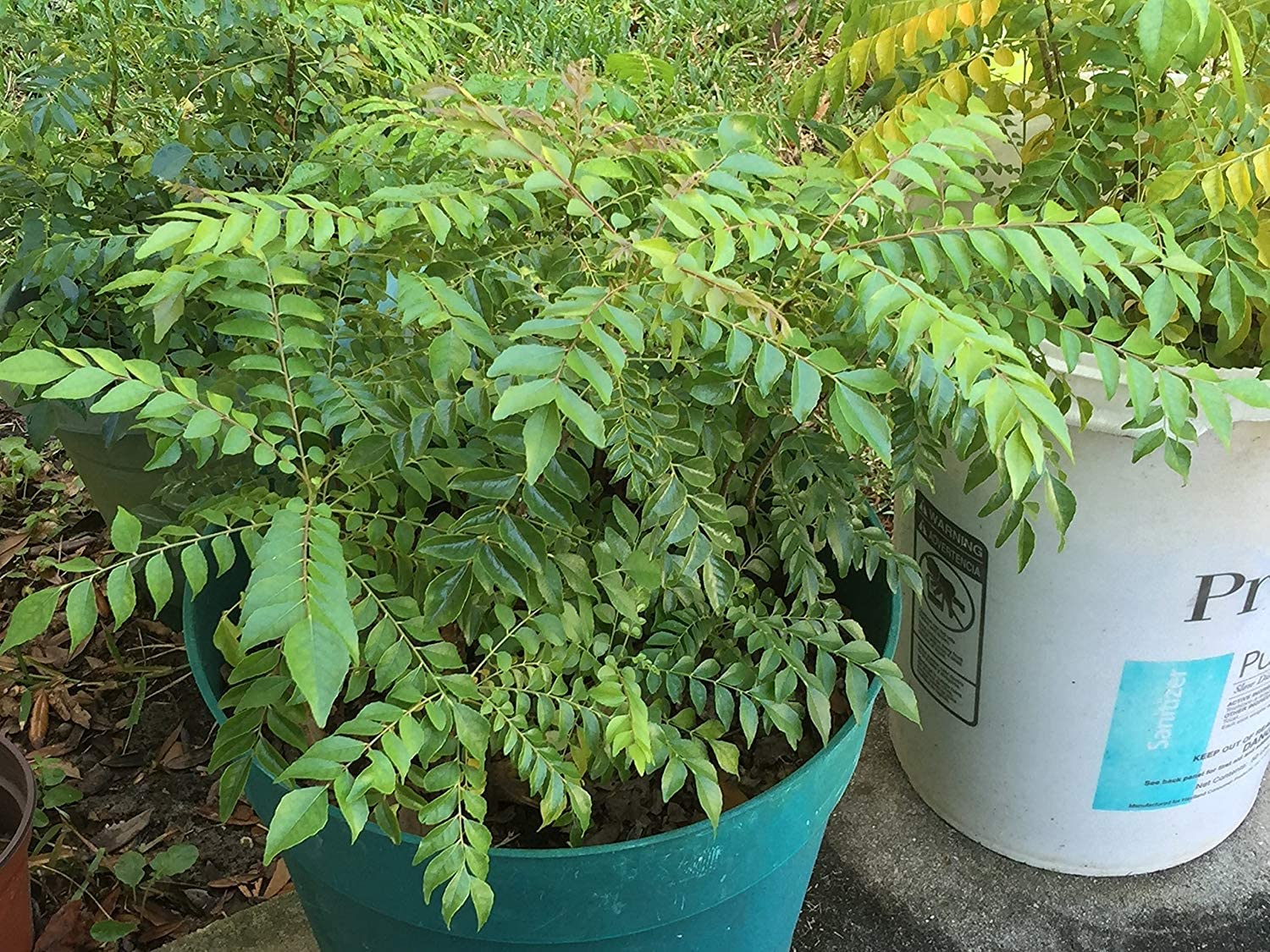 Rare Dwarf Bushy Curry Leaves Plant (Murraya koenigii) - 1 Healthy Live Seedling | Fresh Curry Patta for Indian Cooking, Home Gardening & Organic Herbs