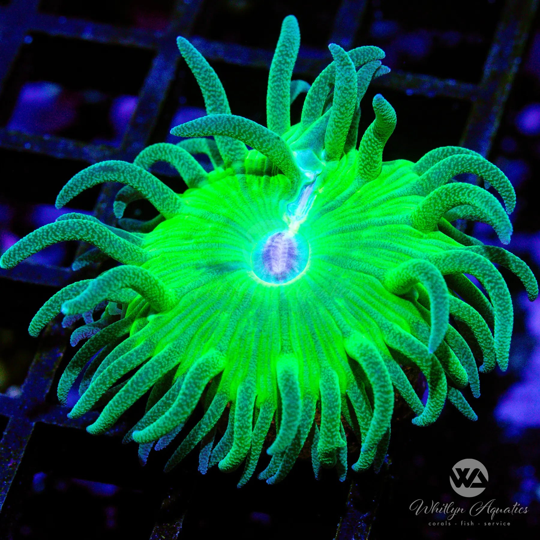 B30 Fathead Duncan WYSIWYG Coral Frag for Saltwater Aquariums - Perfect for Reef Tanks & Marine Aquascaping