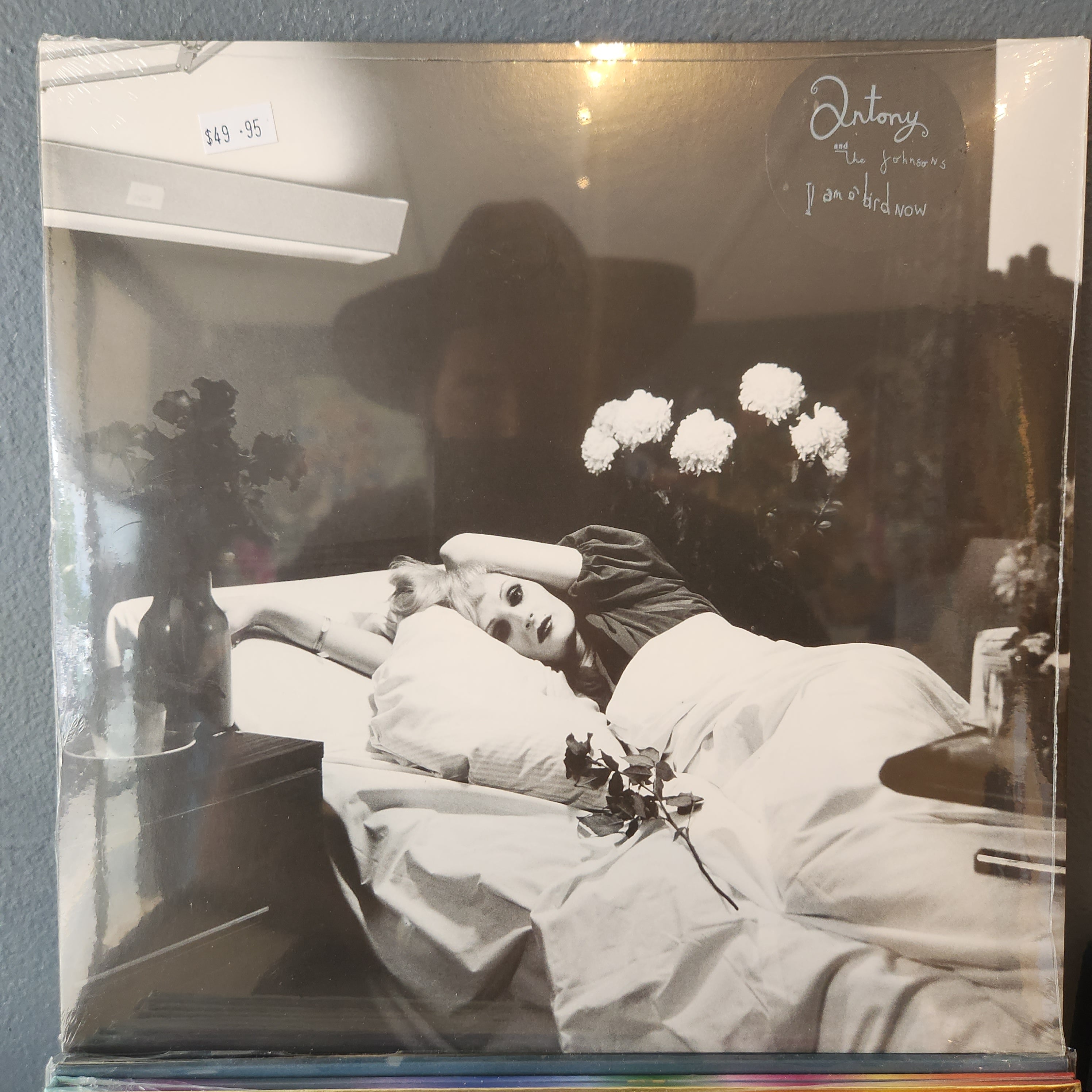 Antony & The Johnsons - I Am A Bird Now Vinyl LP Record | Limited Edition Music Album for Collectors & Audiophiles | Perfect for Home Listening, Gift Giving & Vinyl Enthusiasts