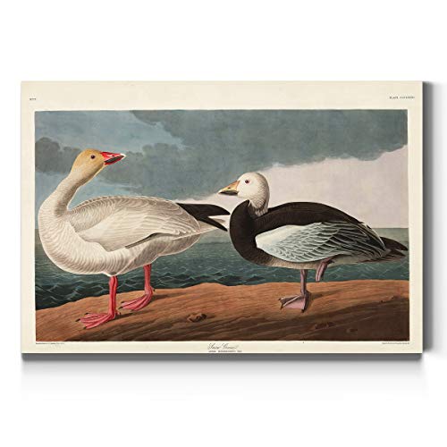 Audubon - Snow Goose