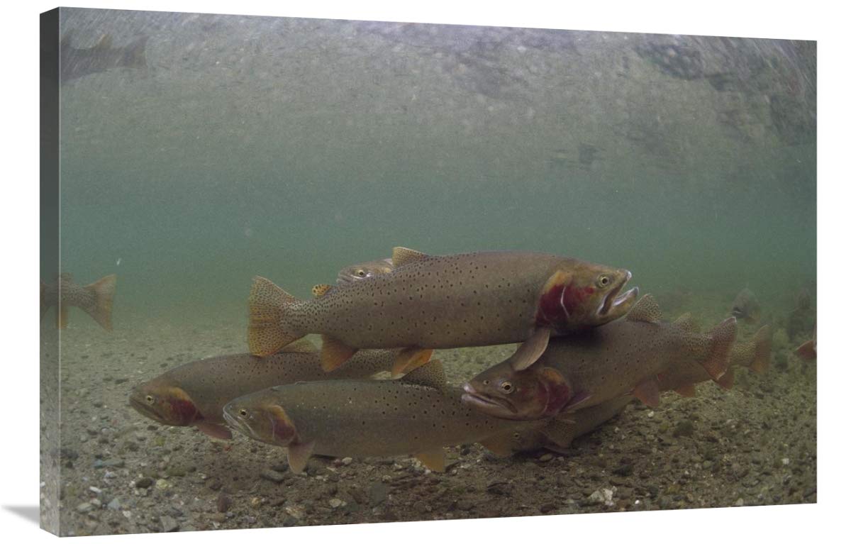 Yellowstone Cutthroat Trout School Swimming Canvas Art Print - 36x24 Inches - Nature Wildlife Wall Decor for Living Room, Office & Cabin - Idaho Stream Landscape Painting
