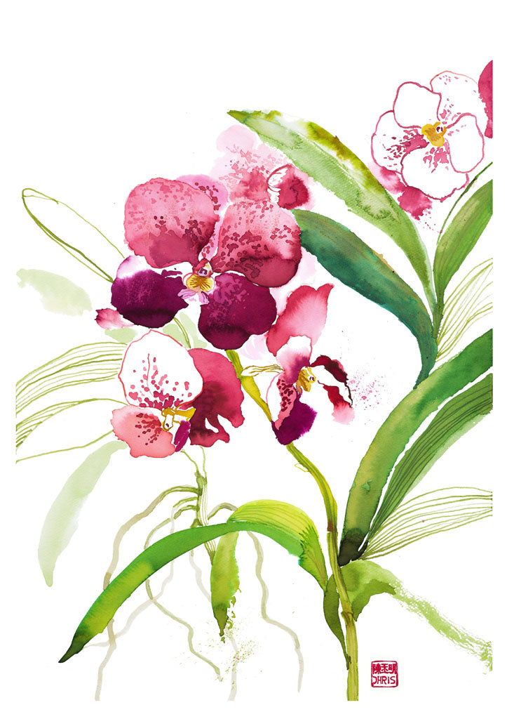 Beautiful Orchidaceae Flowers - Fresh & Exotic Orchids for Home Decor, Weddings & Gifts | Buy Online in USA