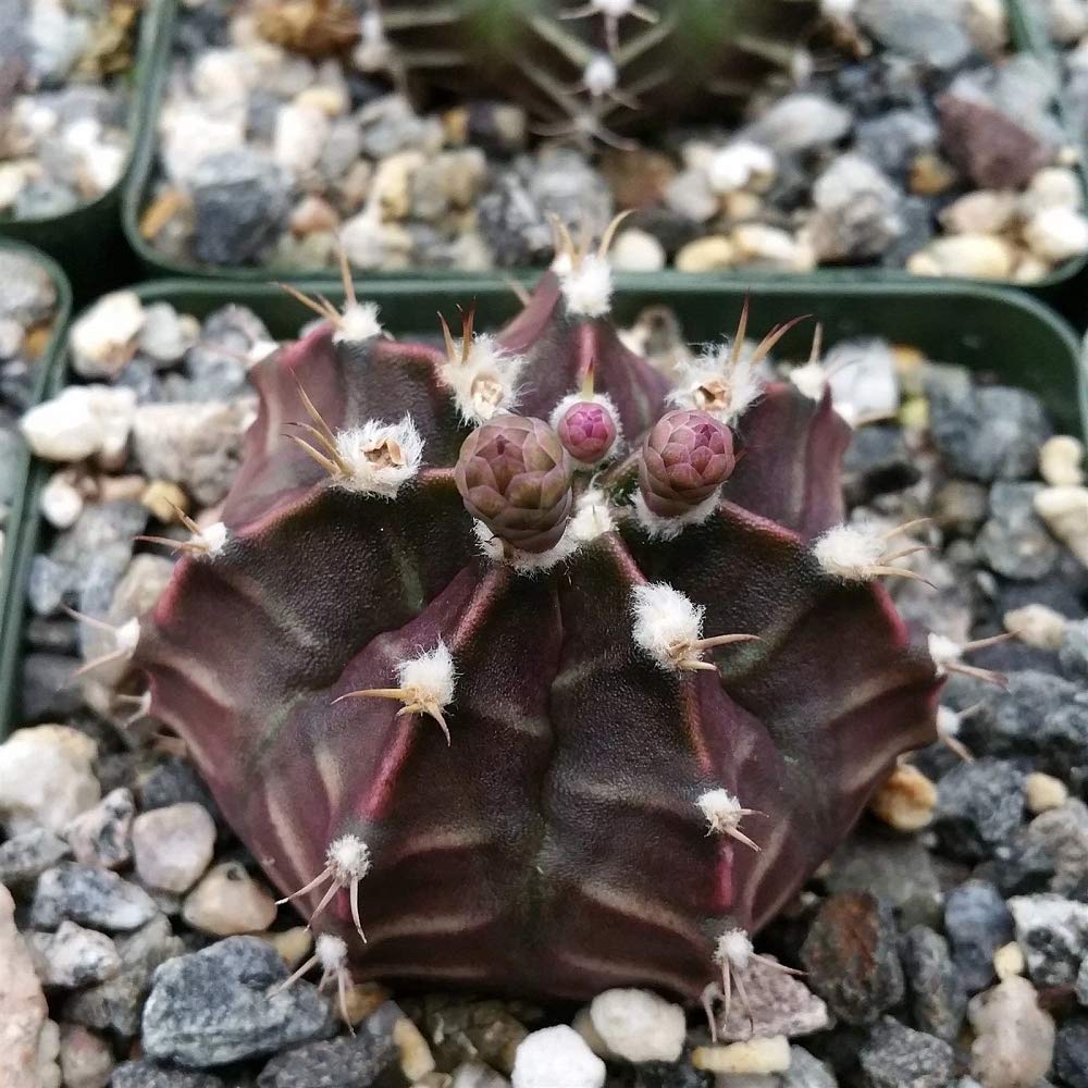 Gymnocalycium Friedrichii Cactus Plant - 3.5 Inch Pot (1 Live Succulent) | Perfect for Home Decor, Office Desk & Indoor Gardening