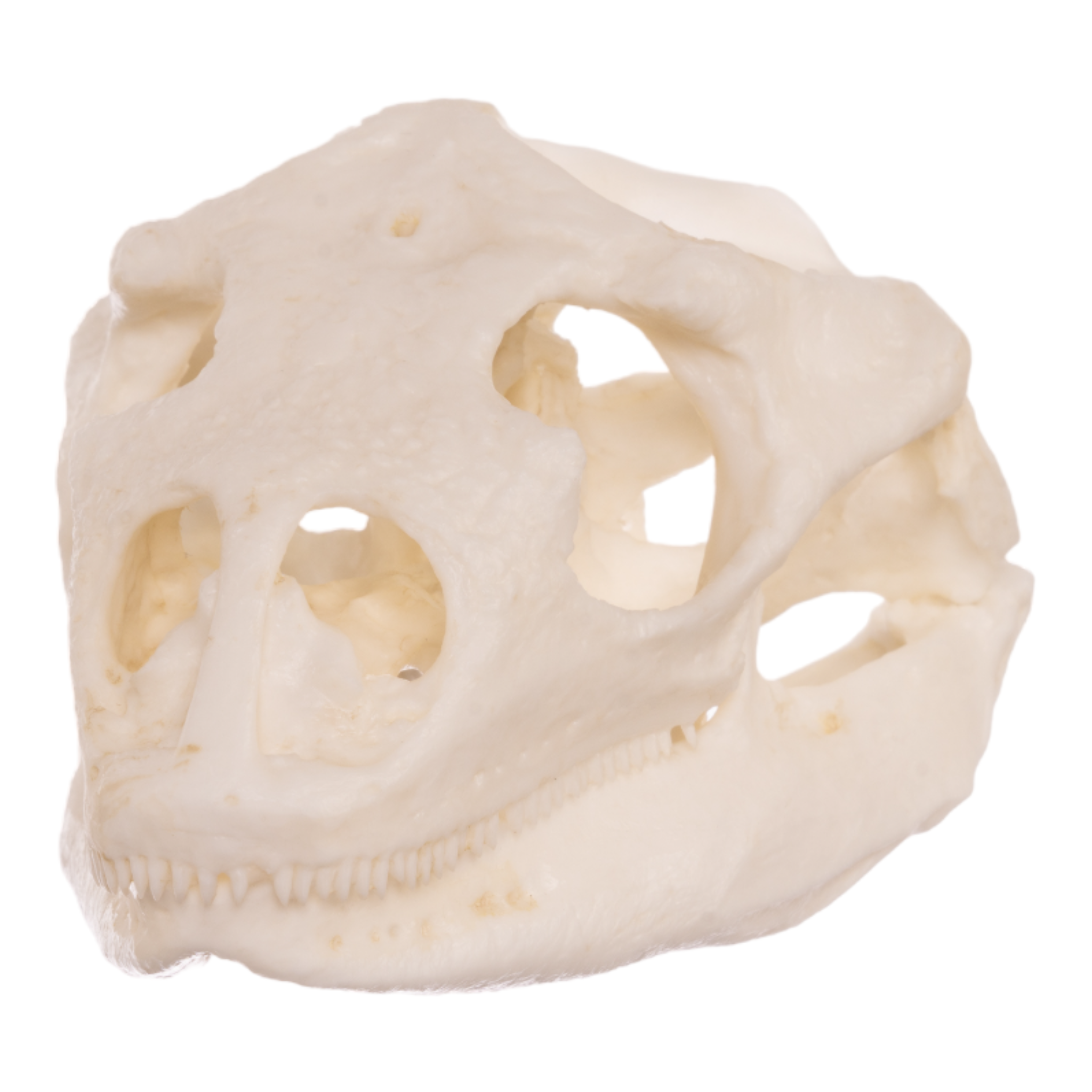 Authentic Replica Anegada Rock Iguana Skull - Lifelike Collectible Specimen for Science Education & Home Decor - Perfect for Biology Classrooms, Museum Displays & Gothic Home Decor