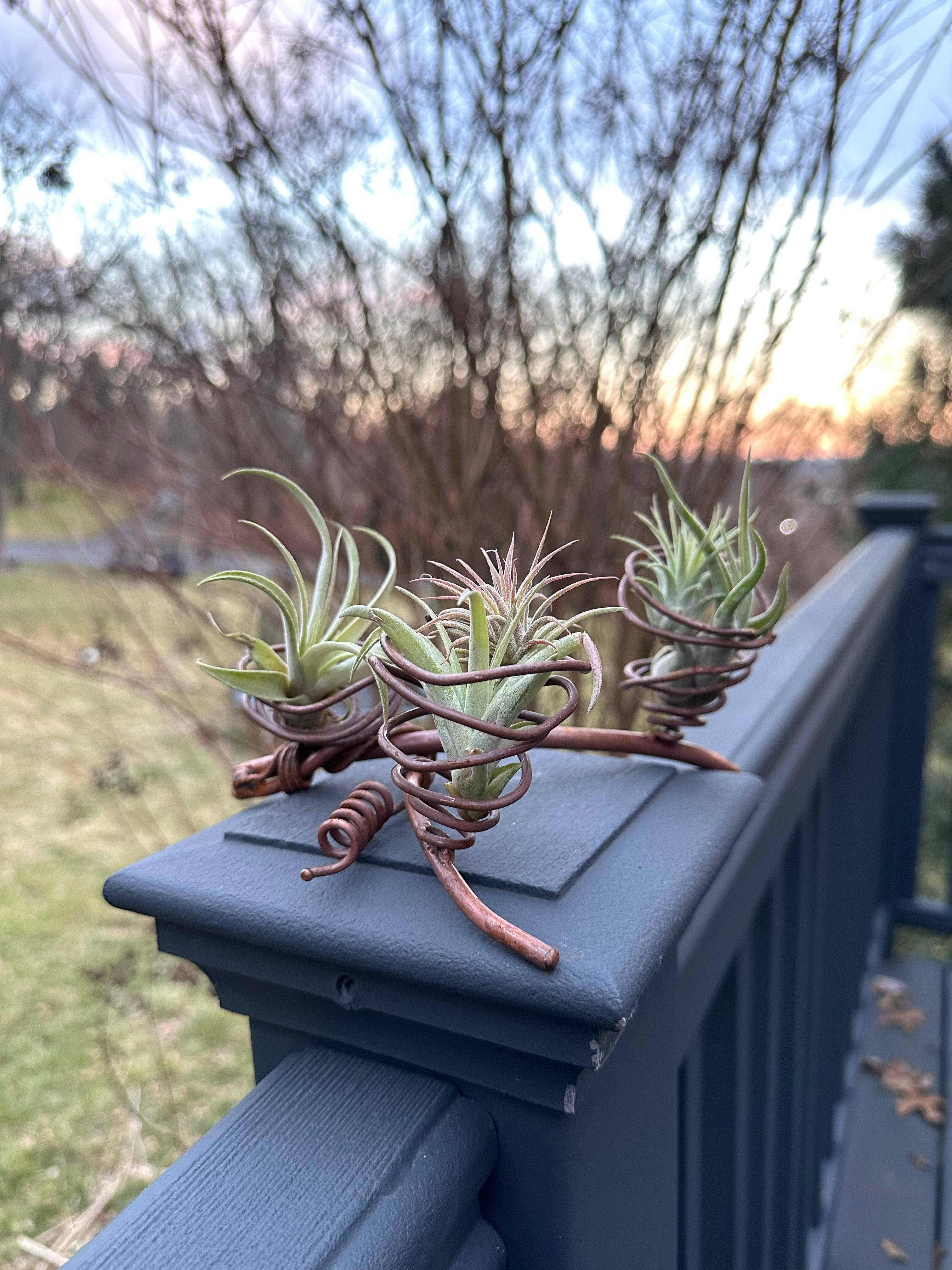 Triple Air Plant Holder - Modern Hanging Planter for Tillandsia - Perfect for Home, Office & Indoor Decor