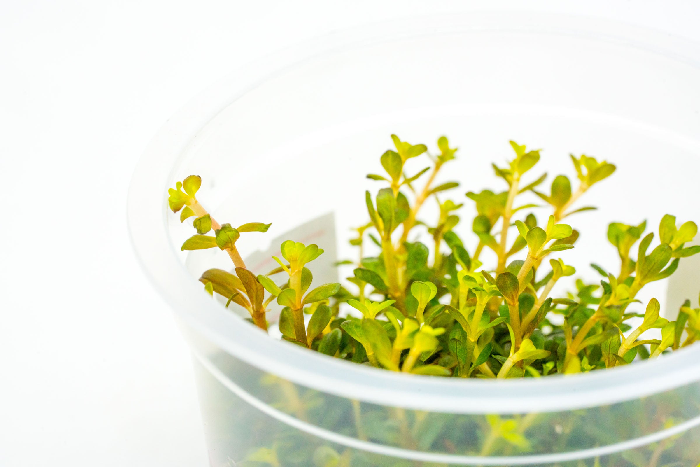 Rotala H'ra Live Aquarium Plant Tissue Culture - Perfect for Nano Tanks, Aquascaping & Shrimp Habitats