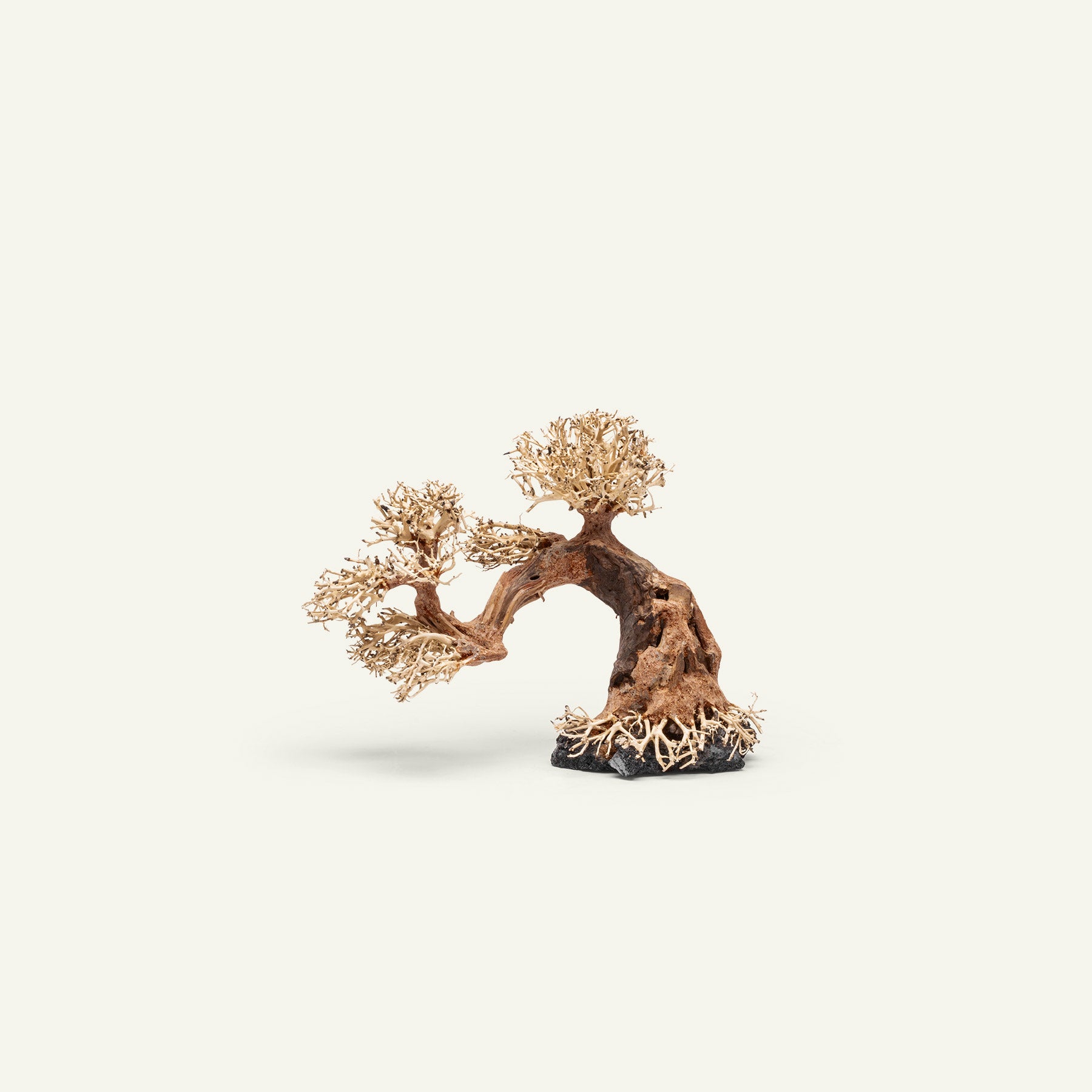 UNS Bonsai 006 - Premium Mini Bonsai Tree Kit for Home & Office Decor | Perfect for Zen Gardens, Desktop Decor, and Relaxation Gifts