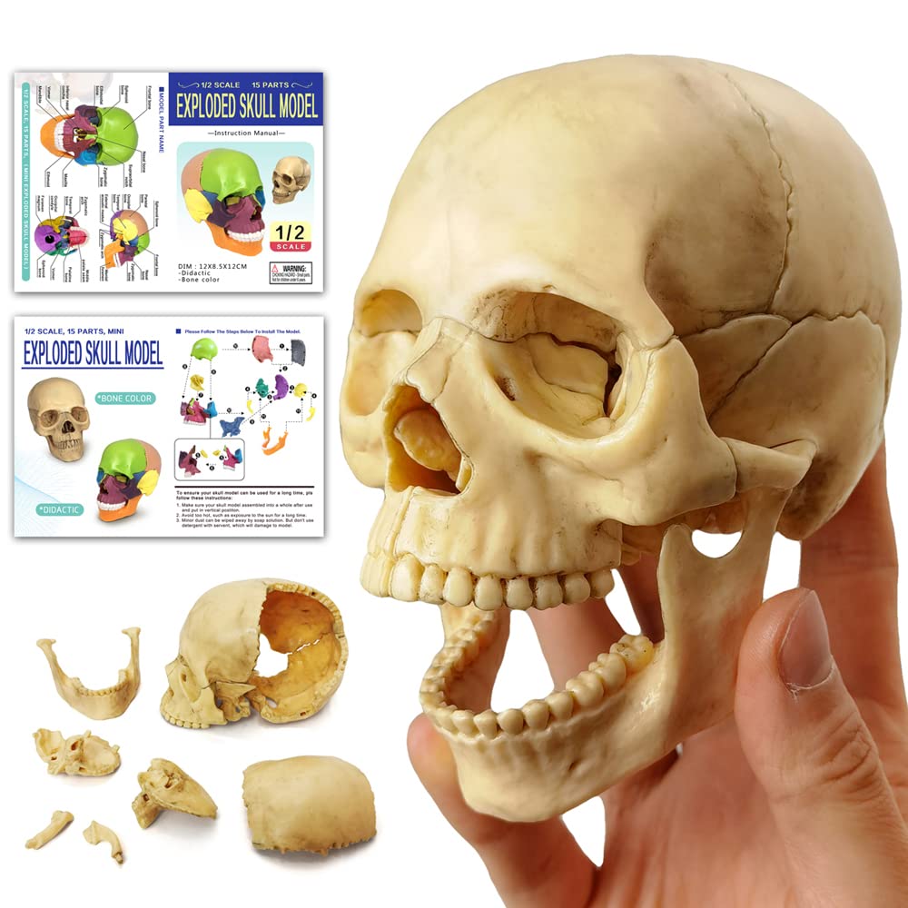 Anatomy Exploded Skull Model - Human Medical Skull for Dental Clinic Teaching & Medical Education | Perfect for Classroom Demonstrations & Professional Training