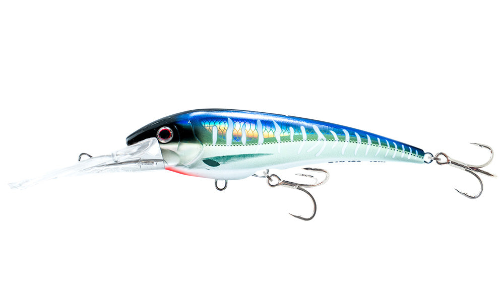 Spanish Mackerel