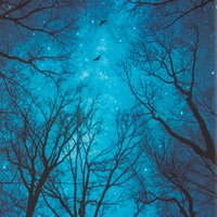 005 Mysterious Forest