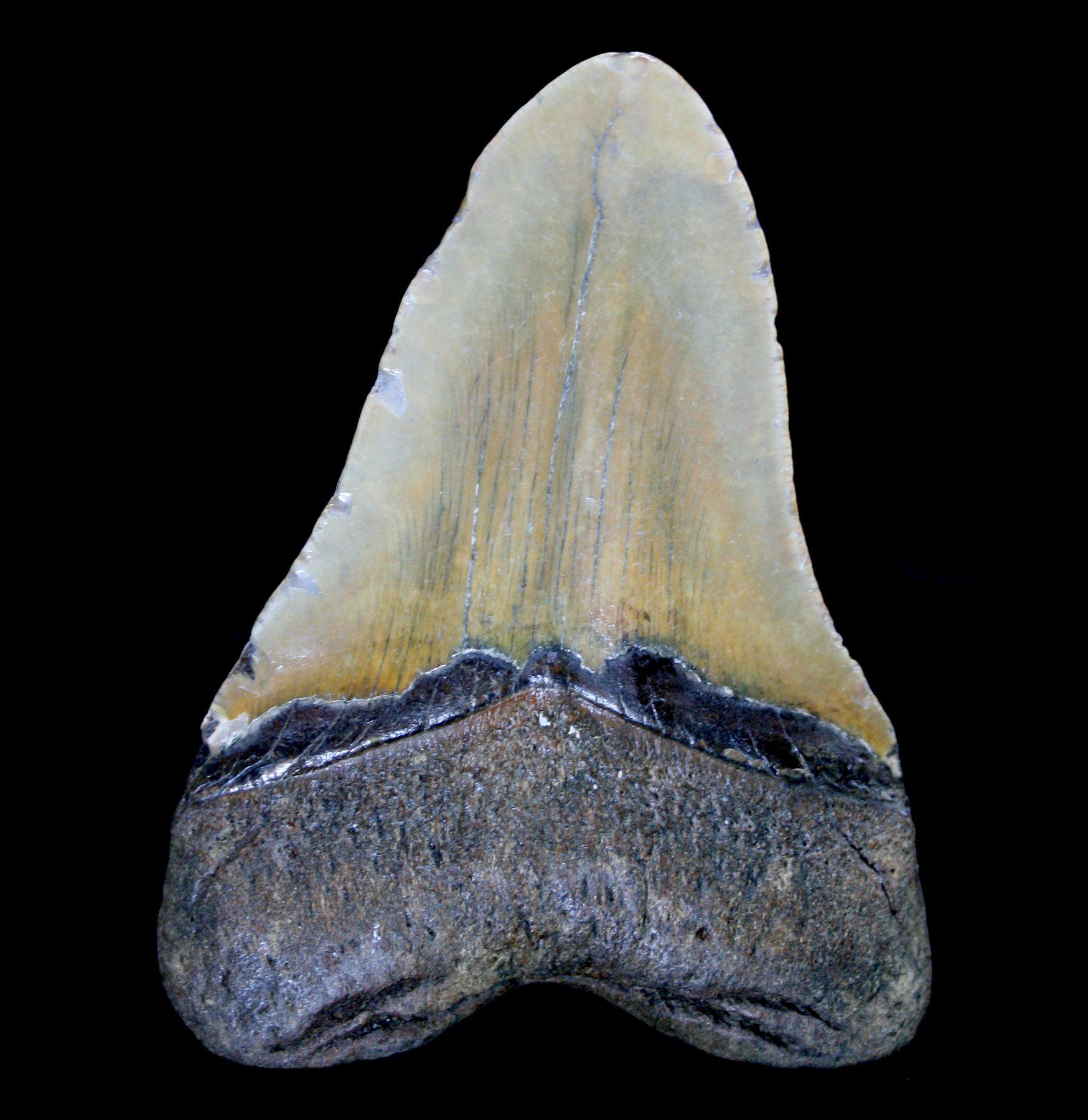 Authentic Megalodon Shark Tooth Fossil - Rare Collector's Specimen for Home Decor, Classroom Display & Paleontology Enthusiasts