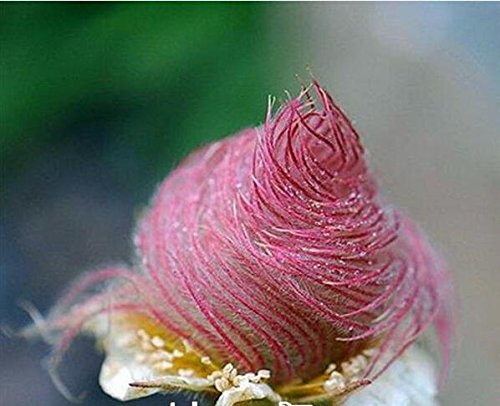 40 Prairie Smoke Flower Seeds - Rare Bonsai Potted Plants for DIY Home Garden - Perfect for Gifts, Landscaping & Indoor Decoration