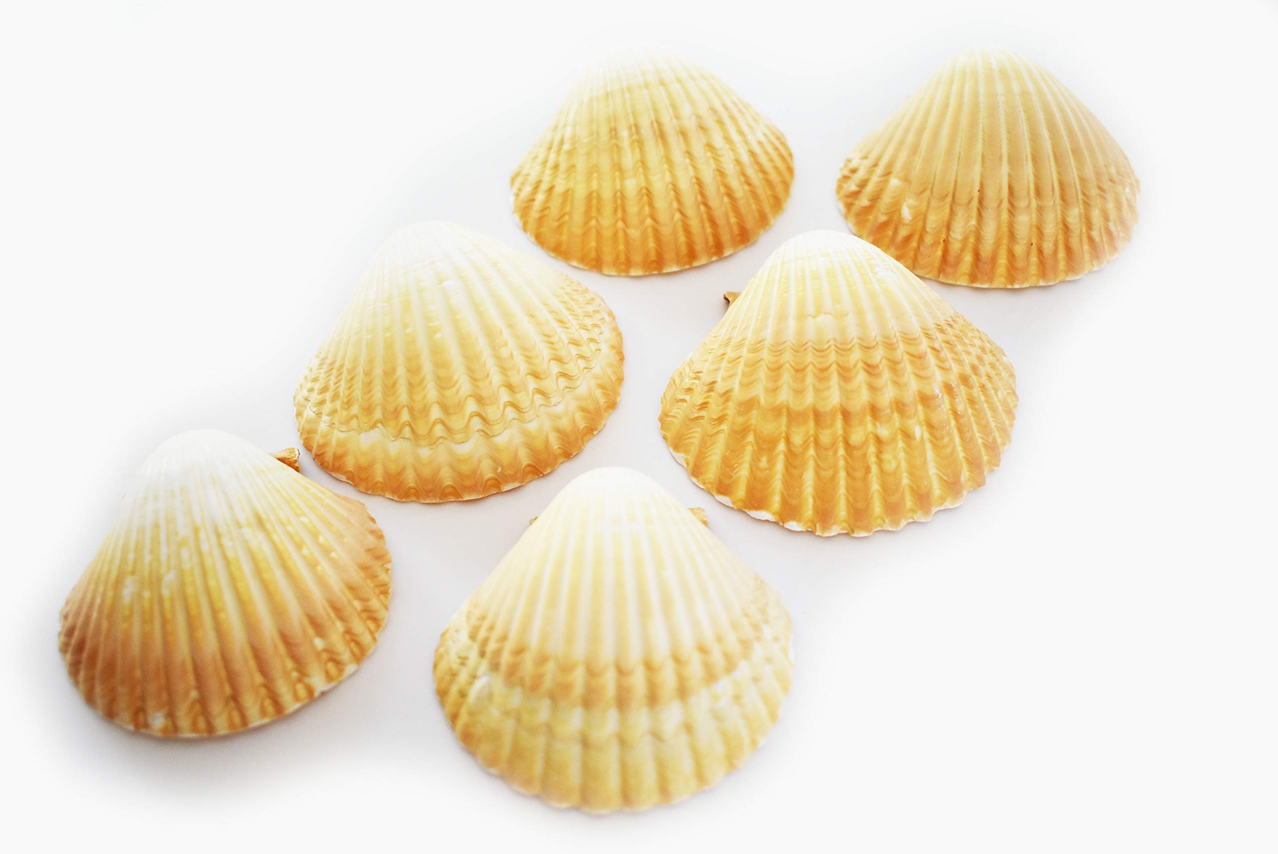 Premium Set of 6 Large Mexican Deep Scallop Shells (3