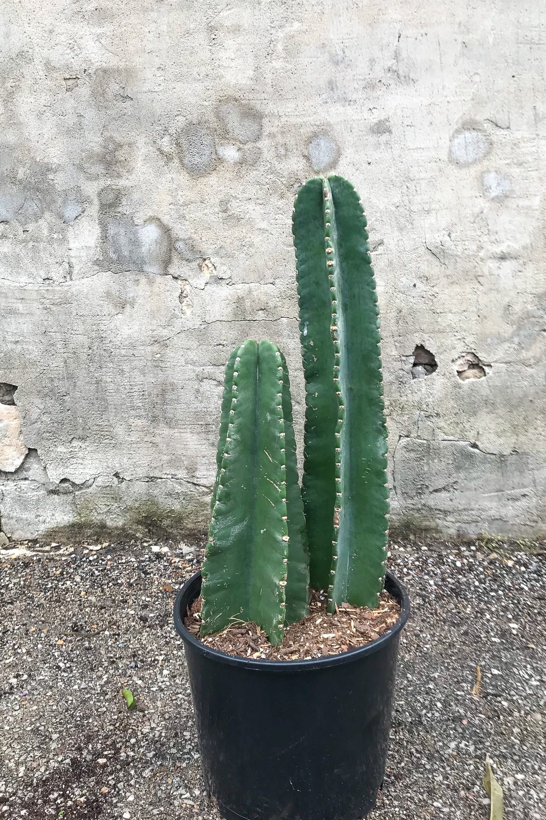 Buy Cereus Peruvianus Double Column Cactus - 10