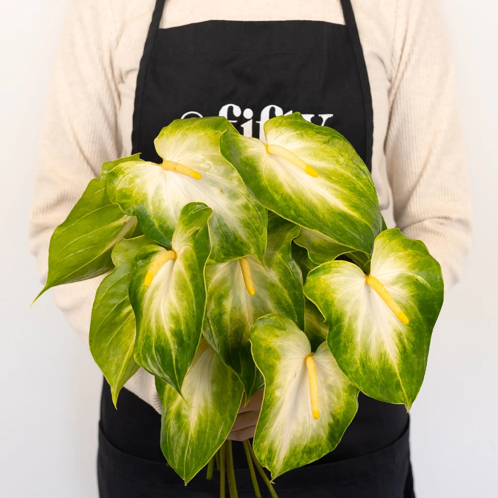 Anthurium Key Lime Tropical Flower - Exotic Live Plant for Home & Office Decor - Perfect for Indoor Gardens, Gifts, and Tropical Themes