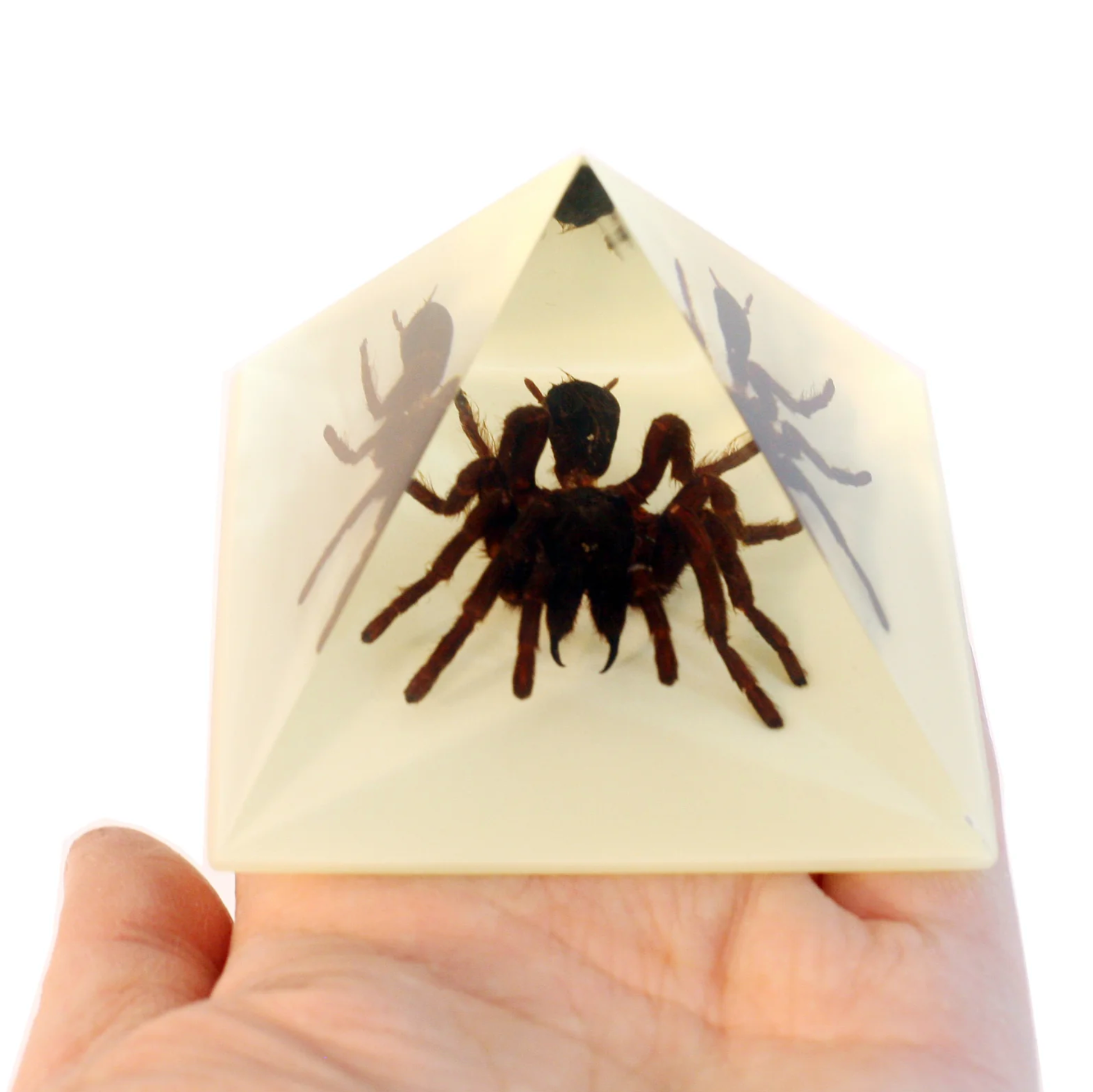 Real Tarantula in Acrylic Pyramid Paperweight - Glow in The Dark Display - Unique Office Desk Decor & Halloween Gift for Collectors & Horror Fans