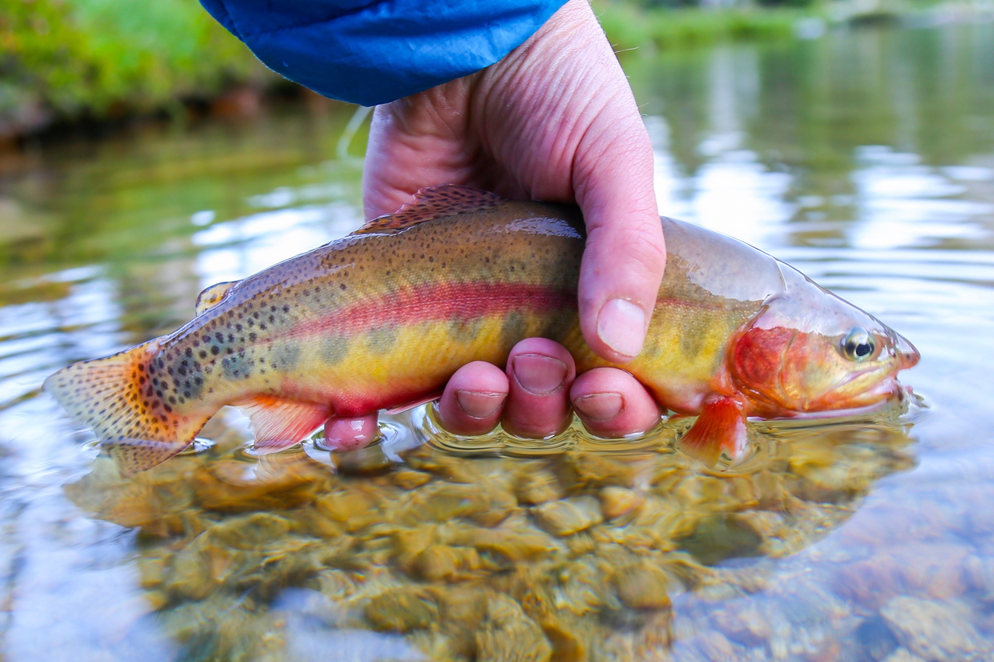 California Golden Trout - Native Trout Hat for Fishing Enthusiasts | Perfect for Fly Fishing, Hiking & Outdoor Adventures