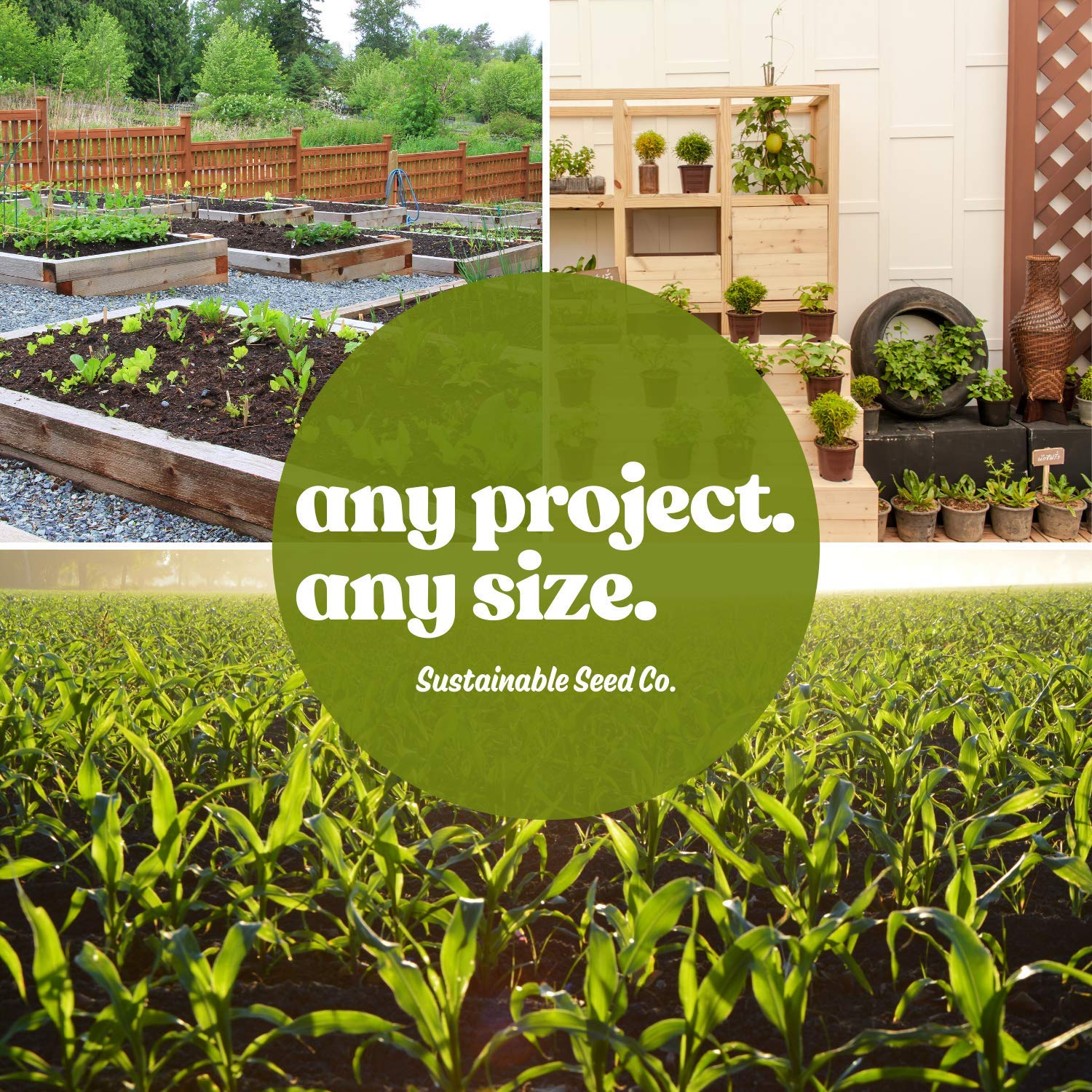 Japanese Hulless Popcorn Seeds - Non-GMO, Heirloom - for Home Gardening & Snacks