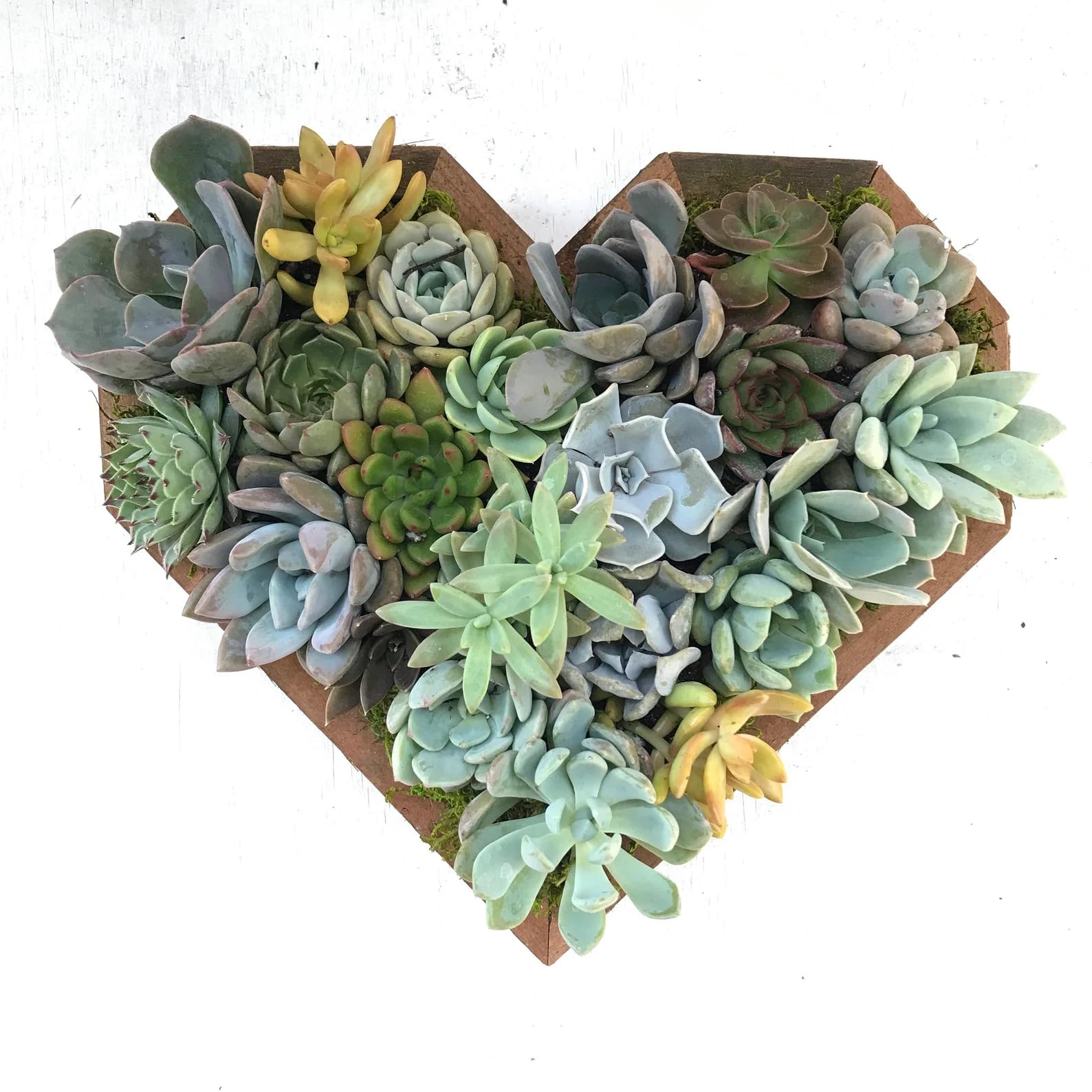 Live Heart Shaped Succulent Arrangement - Large 10.5