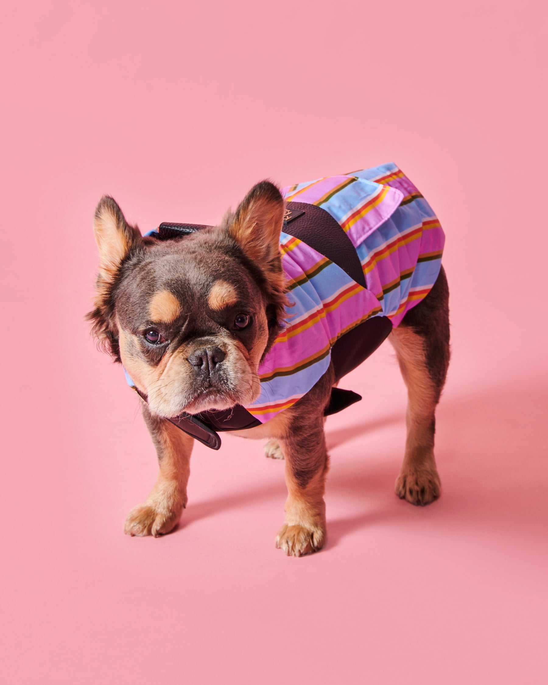 Fez Striped Dog Jacket - Waterproof & Warm Winter Coat for Small Medium Large Dogs - Perfect for Outdoor Walks, Hiking & Cold Weather Protection