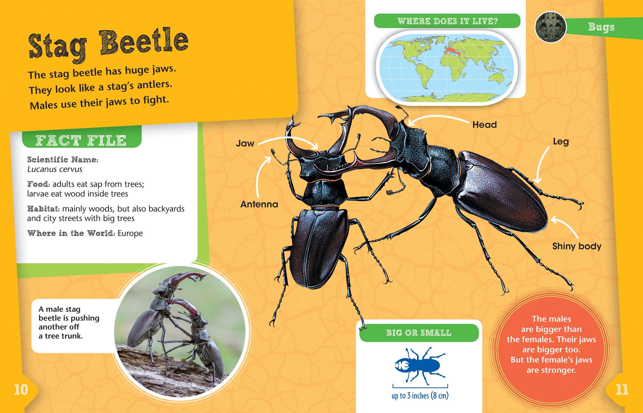 Bugs Animal Detectives - Fun Educational Toy for Kids to Explore Insects & Nature - Perfect for Outdoor Learning & Science Activities