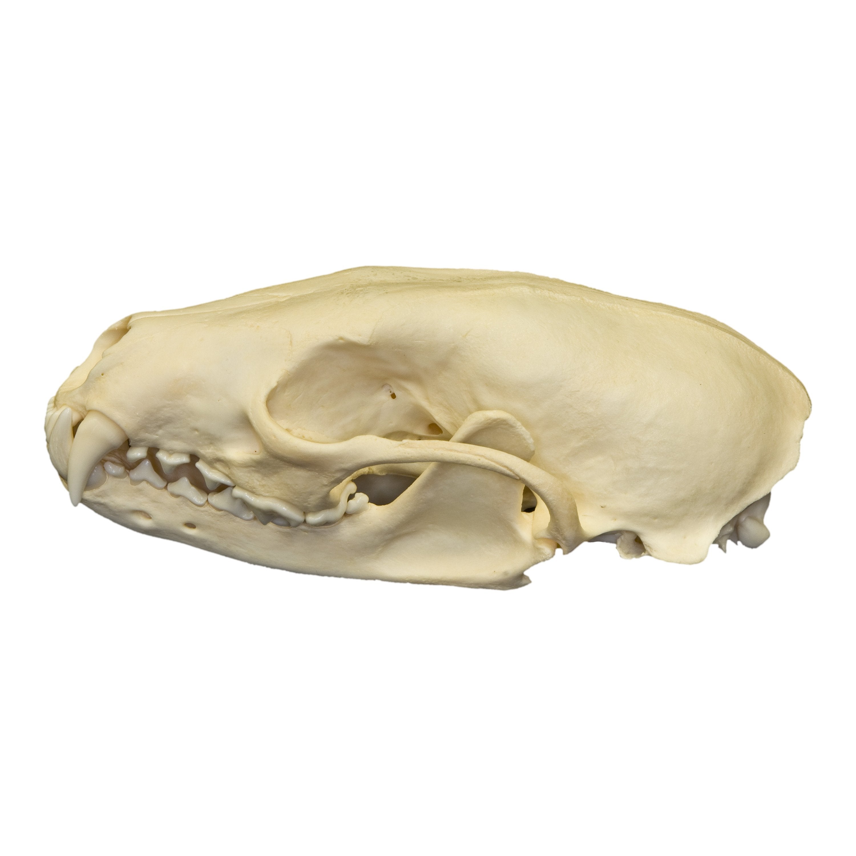 Authentic Realistic Fisher Skull Replica - Perfect for Halloween Decor, Taxidermy Displays, and Educational Science Projects