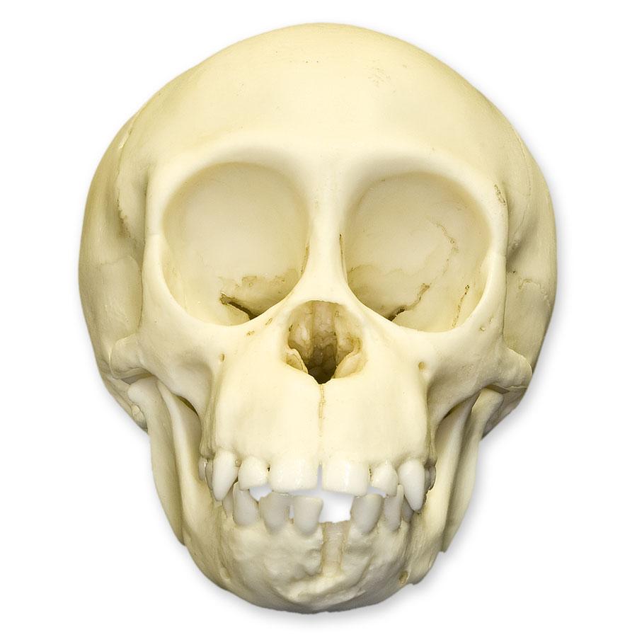 Authentic Replica Chimpanzee Infant Skull - High-Quality Primate Skull Model for Science Education, Anthropology Studies & Museum Displays - Perfect for Classroom, Research & Collectors