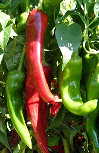 Sandia Pepper Seeds - Hot New Mexico Long Green Chili Pepper (50 Seeds) - Perfect for Home Gardening, Cooking & Spicy Recipes