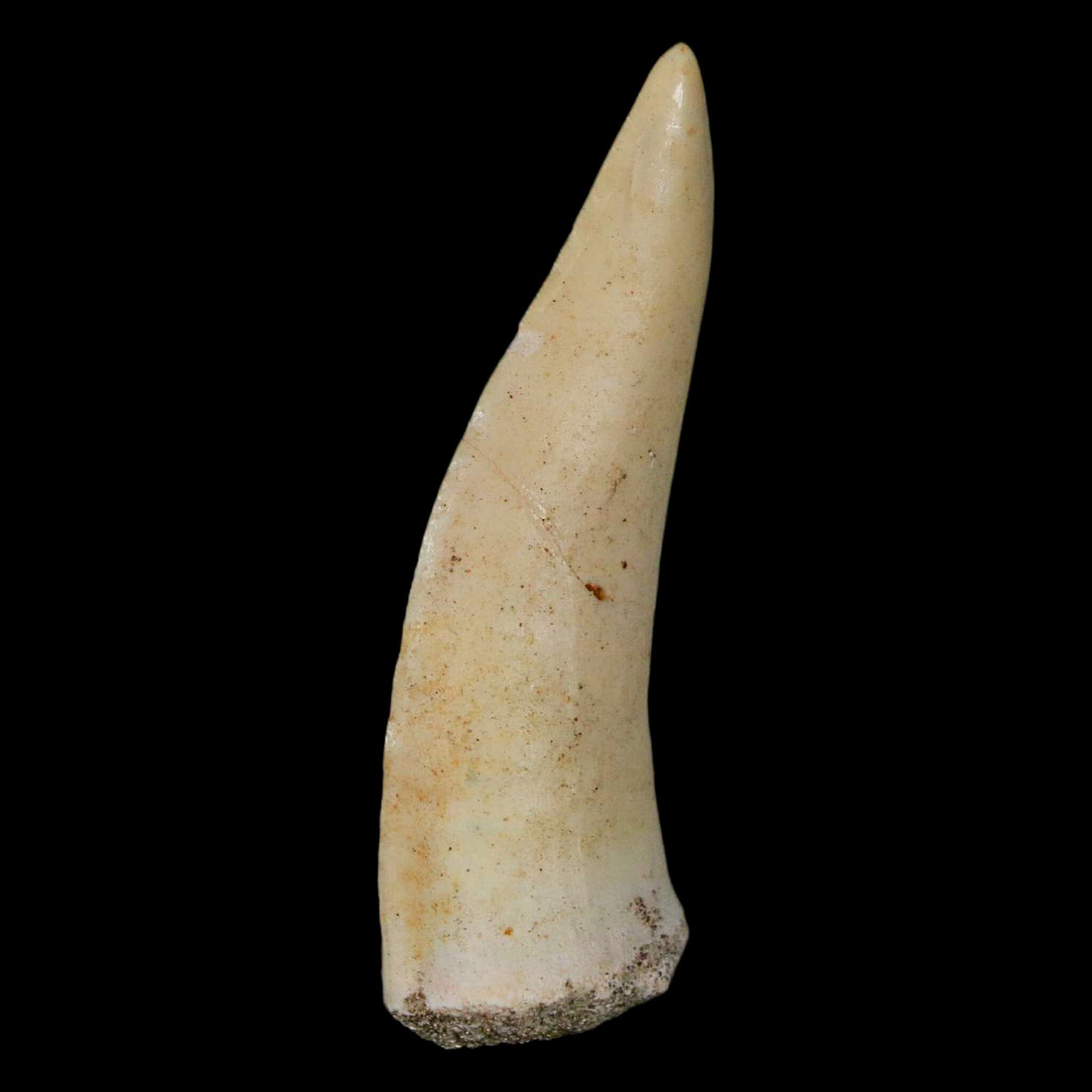 Authentic XL Enchodus Libycus Saber-Toothed Herring Fossil Fang - Cretaceous Era Specimen with COA & Display Stand | Perfect for Paleontology Collectors, Museum Displays & Educational Use