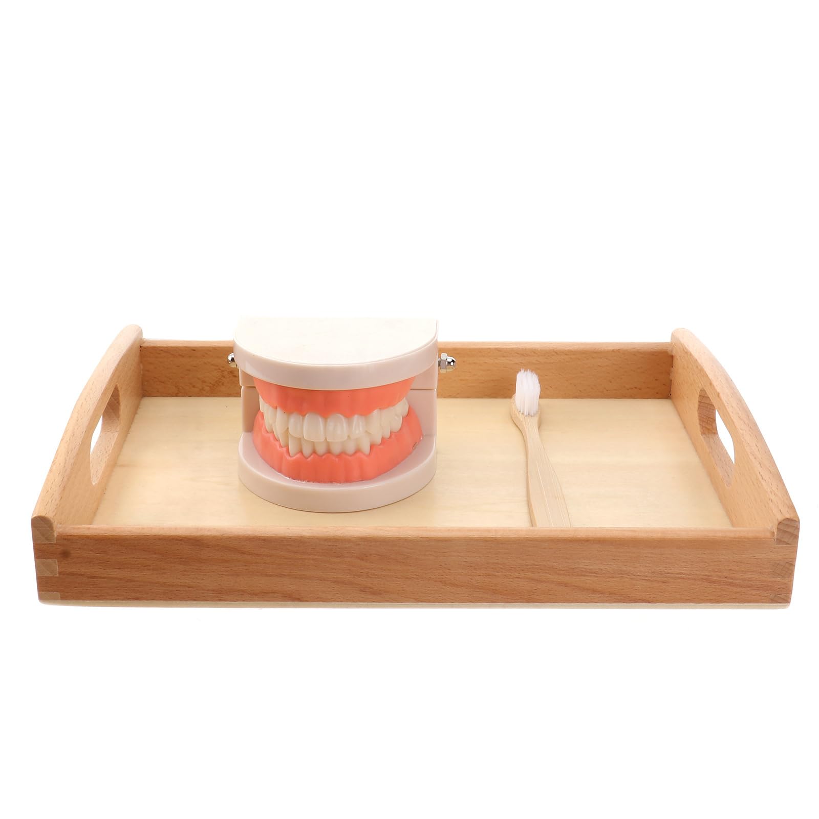 STOBOK Montessori Wooden Toy Set - Practical Life Brushing Model with Tray, Simulated Dental Care Toys for Toddlers | Homeschool Learning, Preschool Education, Kids Developmental Play | Perfect for Classroom, Daycare & Home Use
