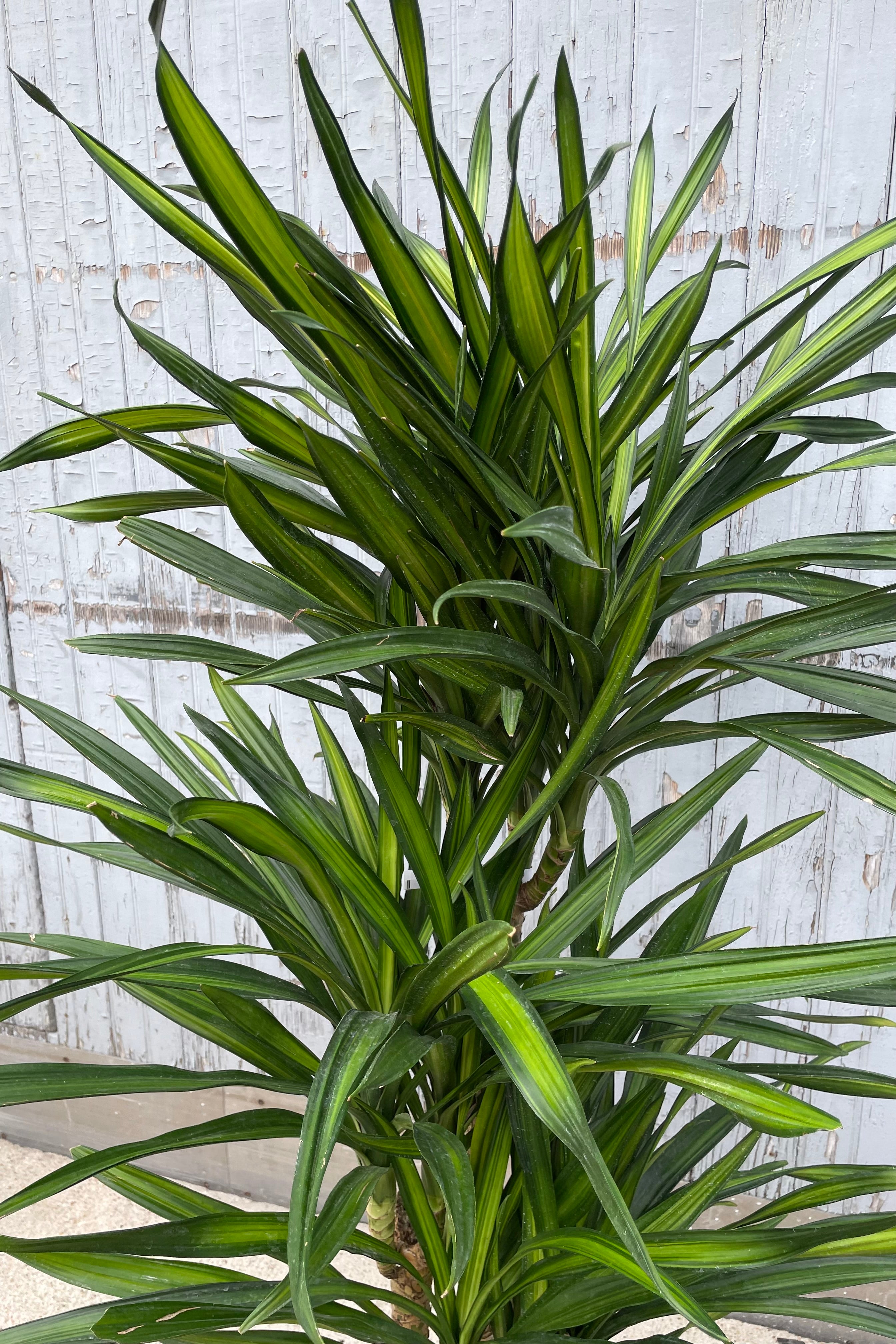 Dracaena deremensis 'Rikki' Cane #2 - Low Light Indoor Plant for Home & Office Decor | Perfect for Living Rooms, Bedrooms, and Workspaces