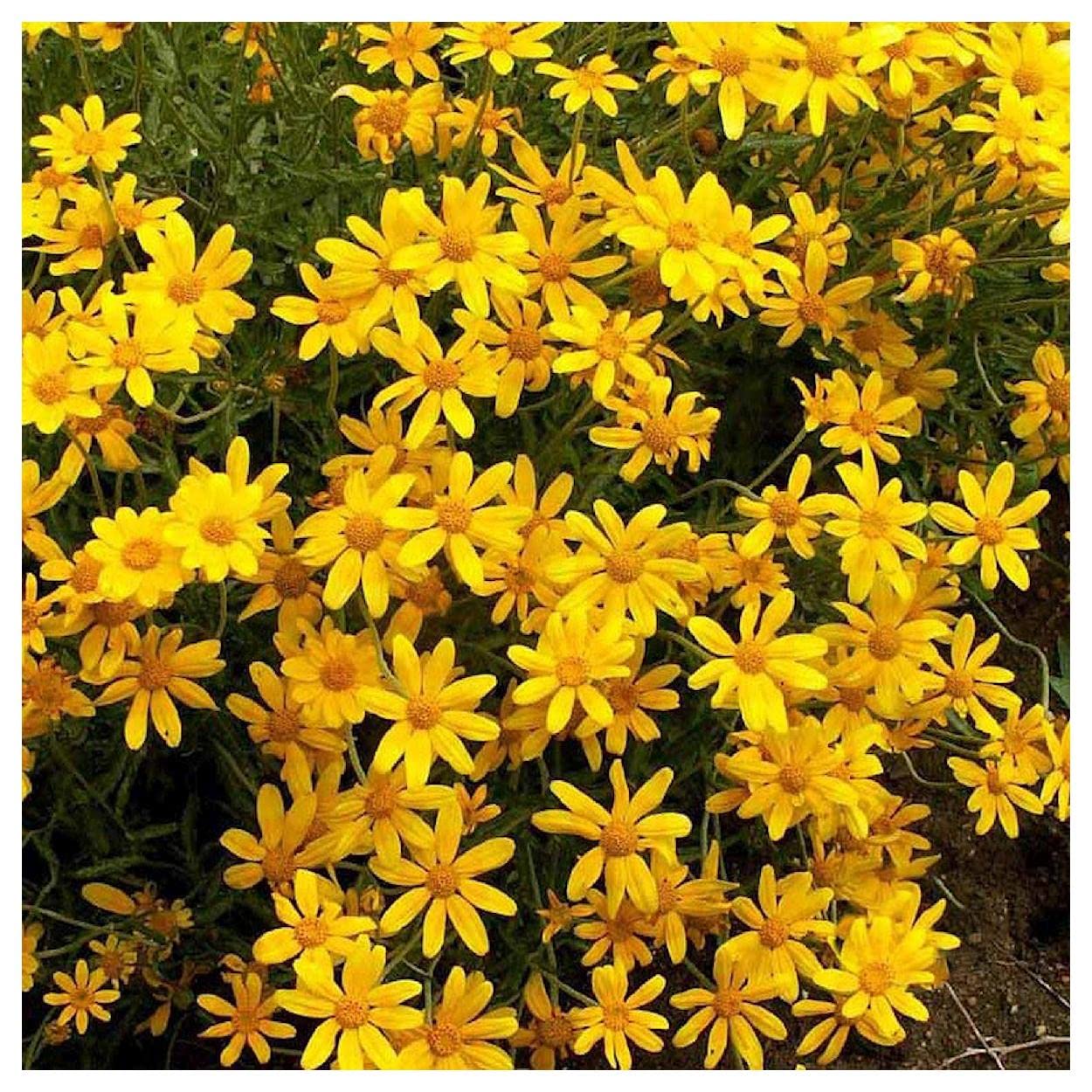 Everwilde Farms - 1750 Oregon Sunshine Native Wildflower Seeds - Gold Vault Jumbo Seed Packet for Pollinator Gardens, Landscaping & DIY Bouquets