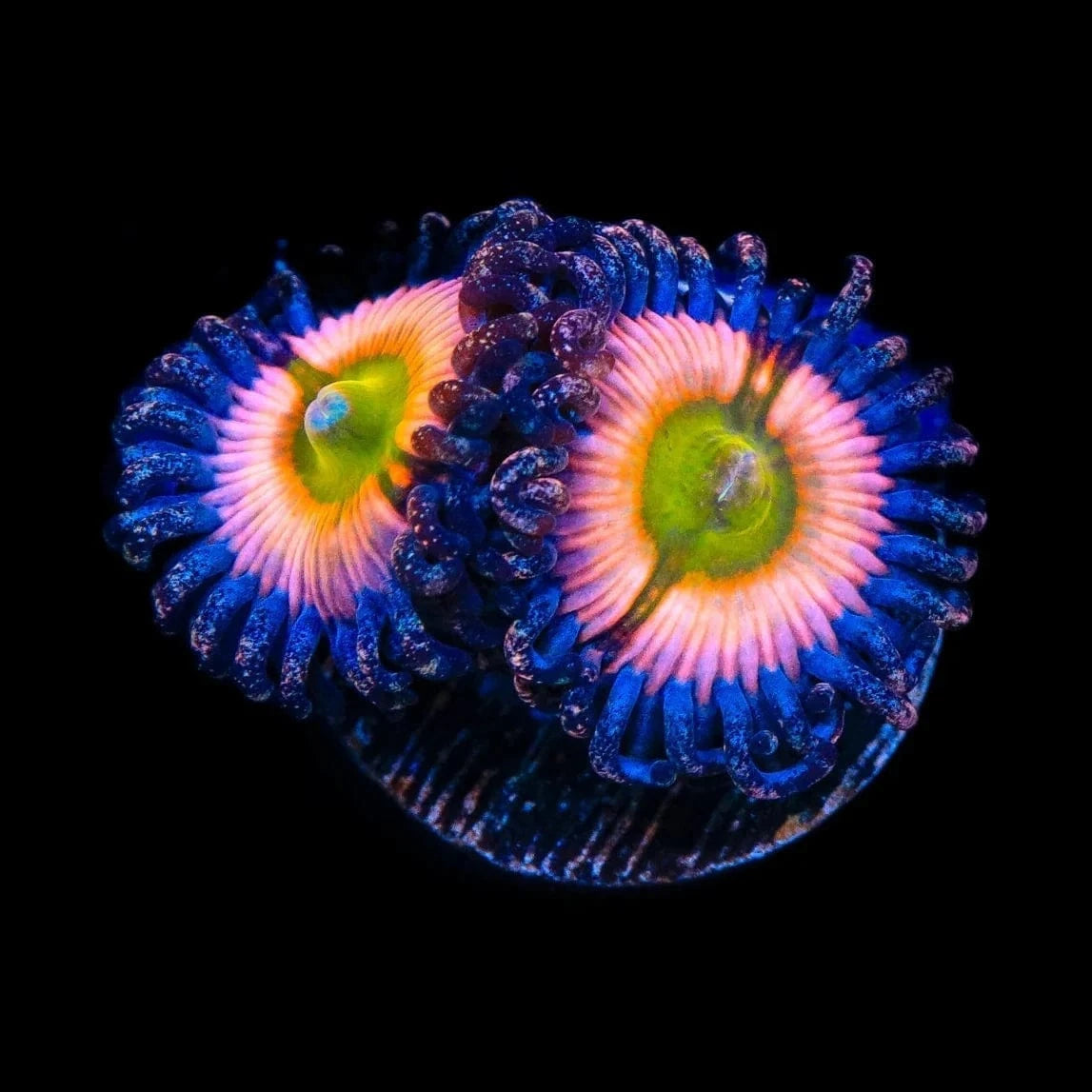 CB Rainbow Infusion Zoanthids Coral - Vibrant Color Live Coral for Saltwater Aquariums | Perfect for Reef Tanks & Marine Displays