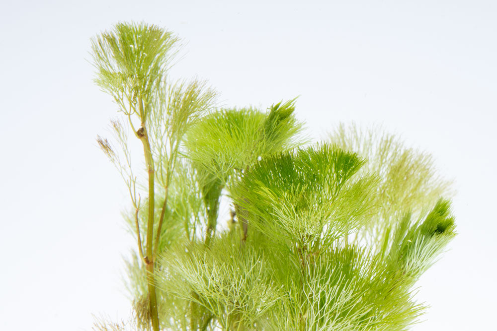 Cabomba Aquatica - Live Aquatic Plant for Freshwater Aquariums | Perfect for Fish Tanks, Ponds & Aquascaping | Enhances Water Quality & Provides Natural Habitat