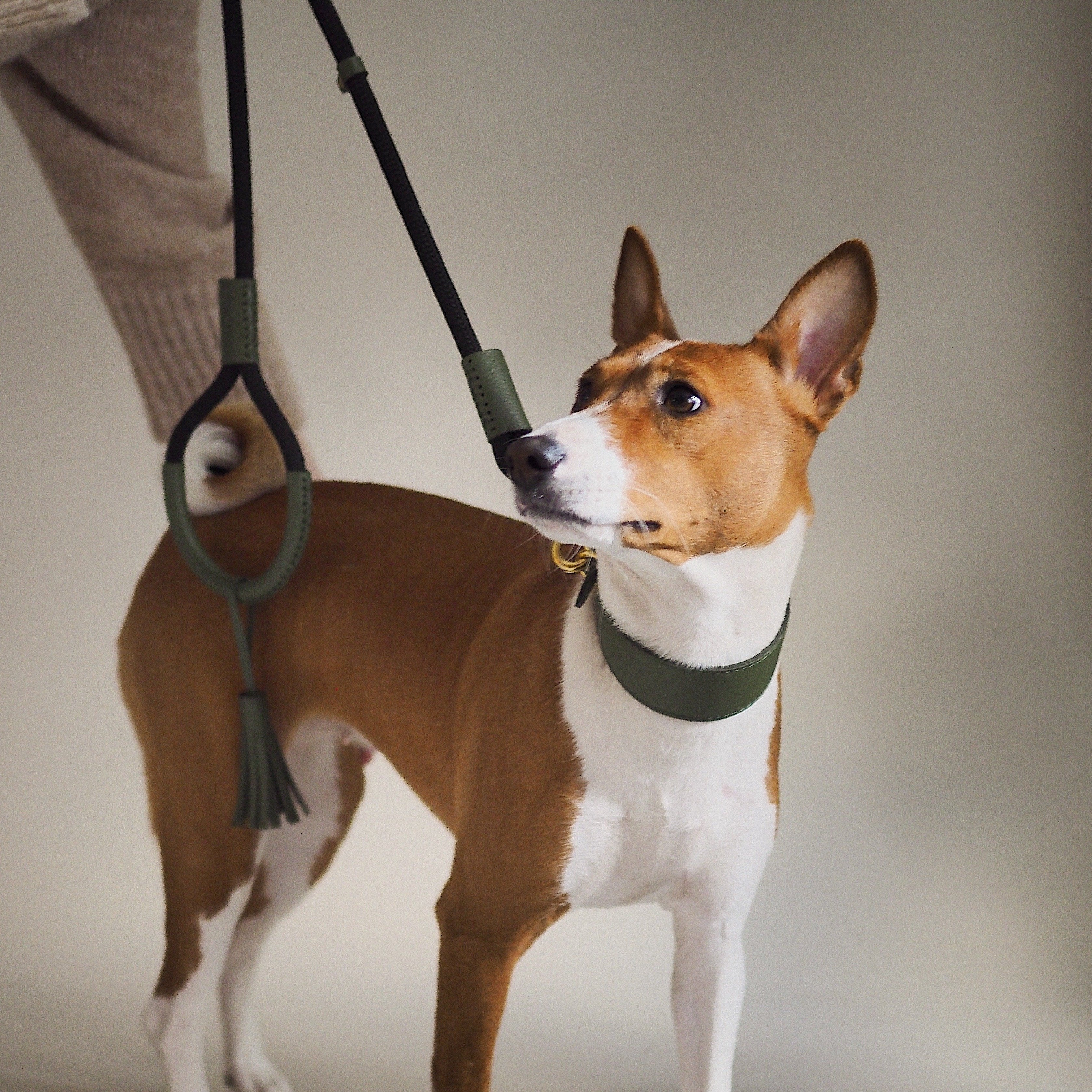 Premium Dog Collar - Herring Green, Adjustable & Durable Pet Collar for Small Medium Large Dogs - Perfect for Walking, Training & Outdoor Adventures