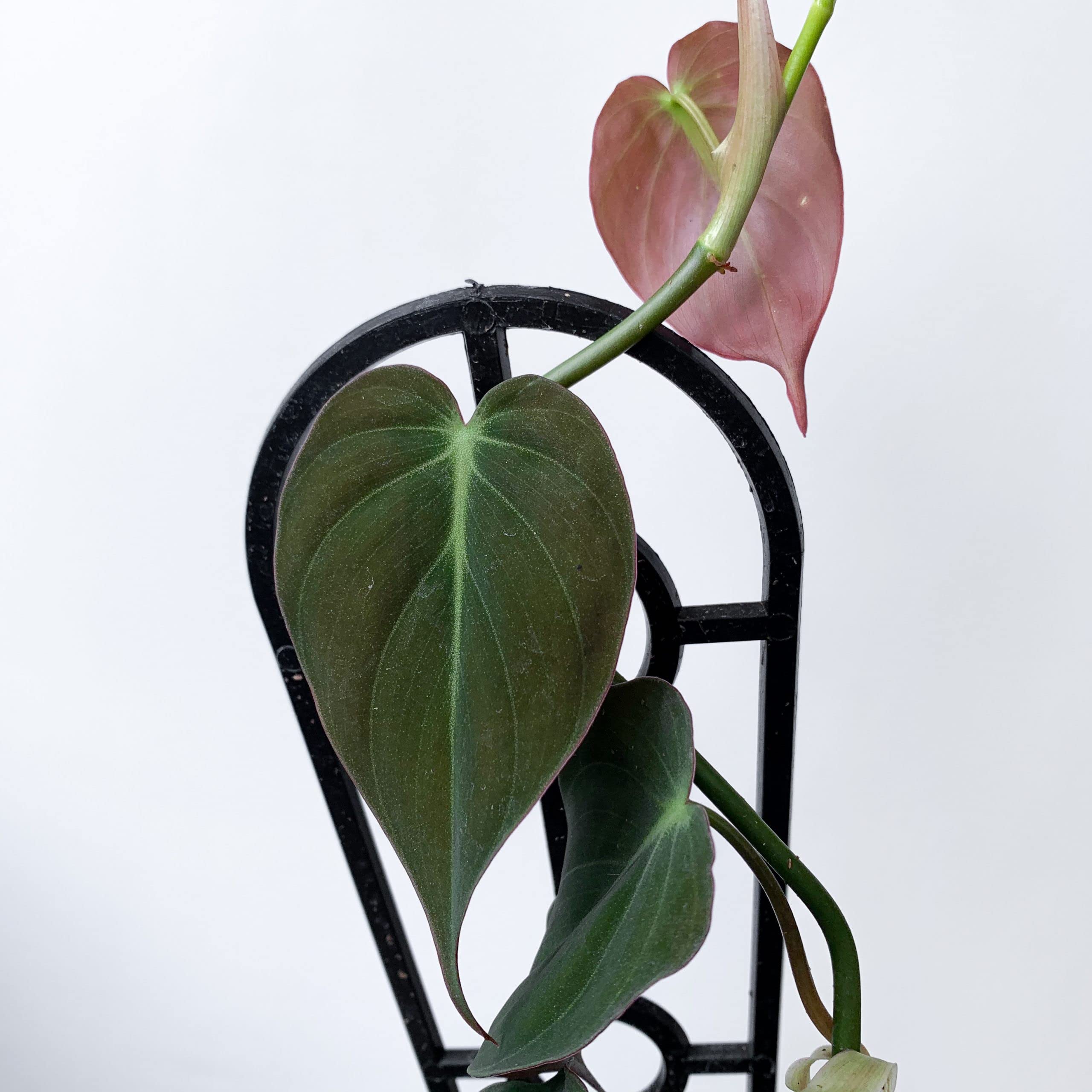 Philodendron Micans - 3 Live Plants in 4 Inch Growers Pots - Air Purifying Indoor Houseplant for Home, Office & Gift - Easy Care Tropical Plant from Florida