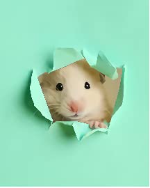 Cute Little Hamster Looking Out