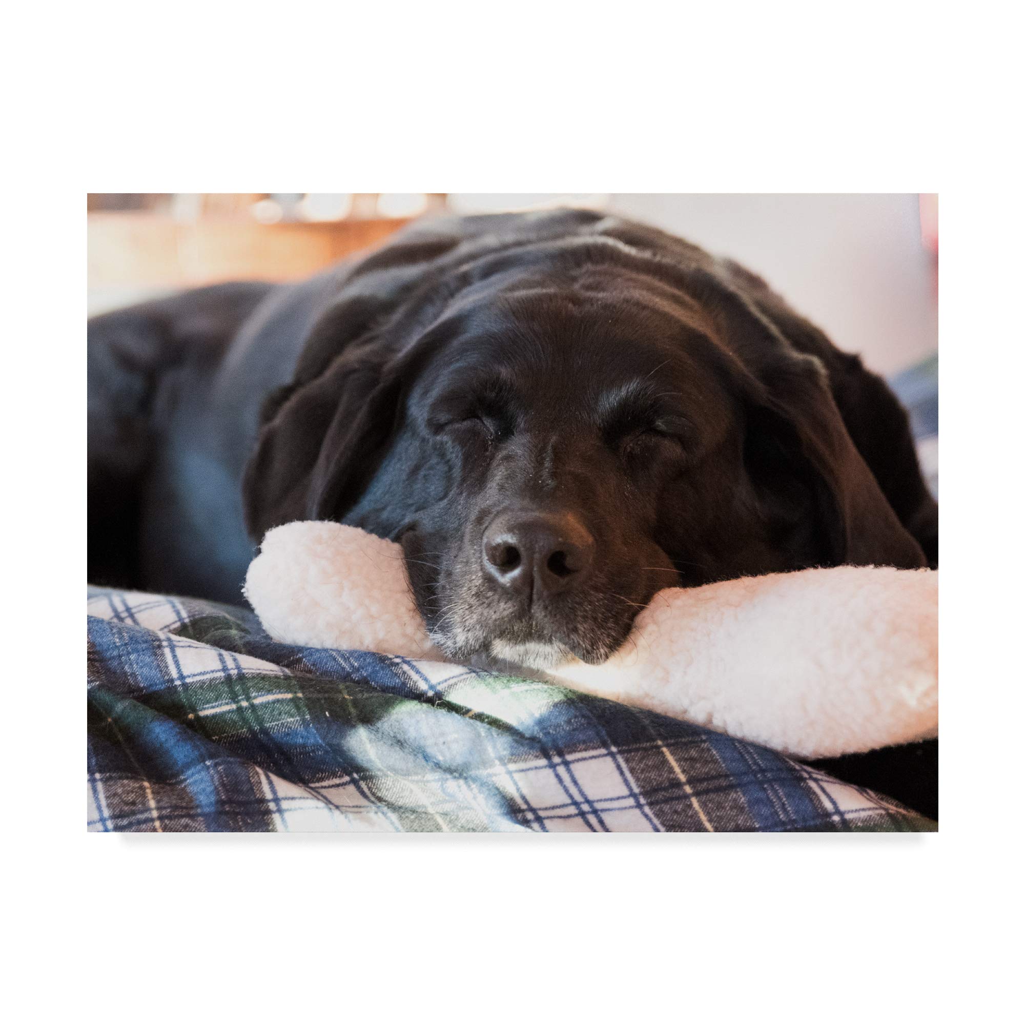 Trademark Global Brenda Petrella 'Doggone Tired' Dog Photography Canvas Wall Art - Perfect for Living Room, Bedroom & Pet Lover Home Decor